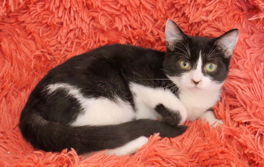 Oahu, a Adoptable mixed breed in Saint Augustine, FL image 1/5