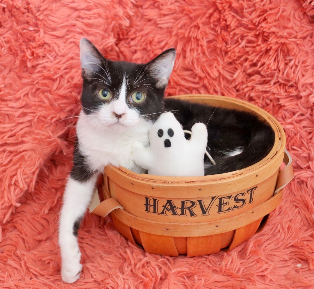 Oahu, a Adoptable mixed breed in Saint Augustine, FL image 2/5