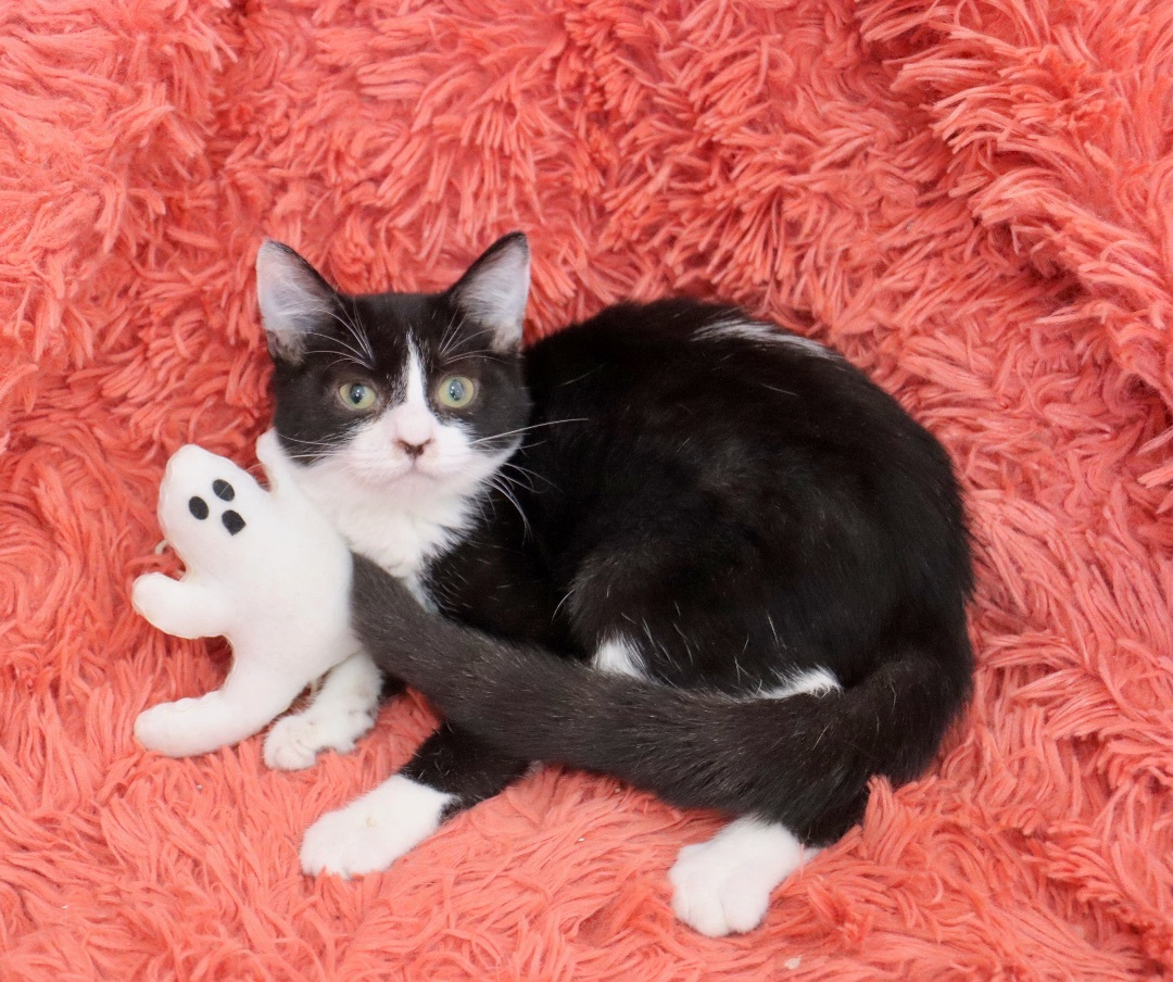 Oahu, a Adoptable mixed breed in Saint Augustine, FL image 3/5