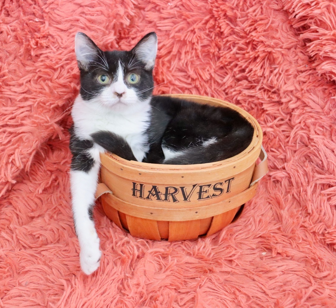 Oahu, a Adoptable mixed breed in Saint Augustine, FL image 4/5