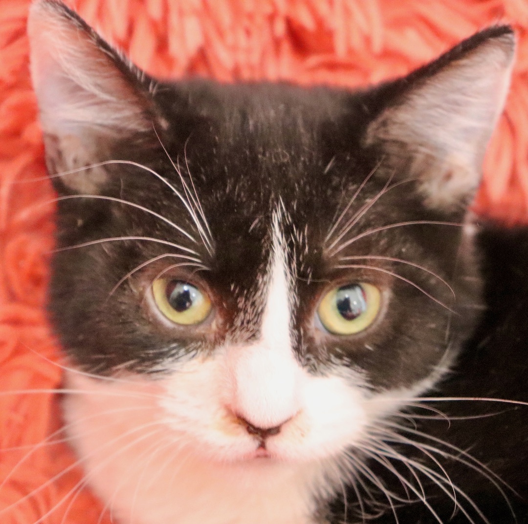 Oahu, a Adoptable mixed breed in Saint Augustine, FL image 5/5