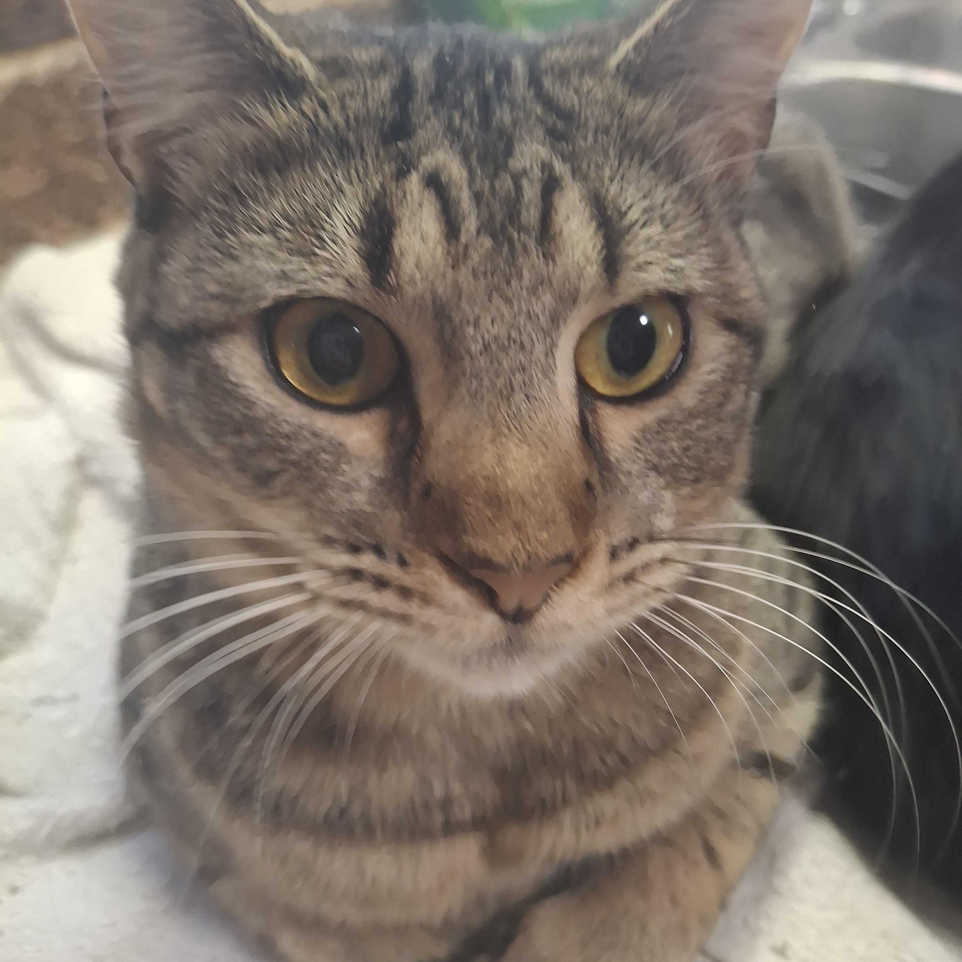Enlarge Tiramisu, a ADOPTABLE Tabby in Lawrenceville, GA image 1/1