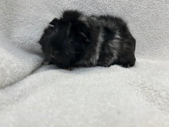 Delores, a Adoptable mixed breed in Woodbury, MN image 1/2