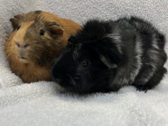 Delores, a Adoptable mixed breed in Woodbury, MN image 2/2