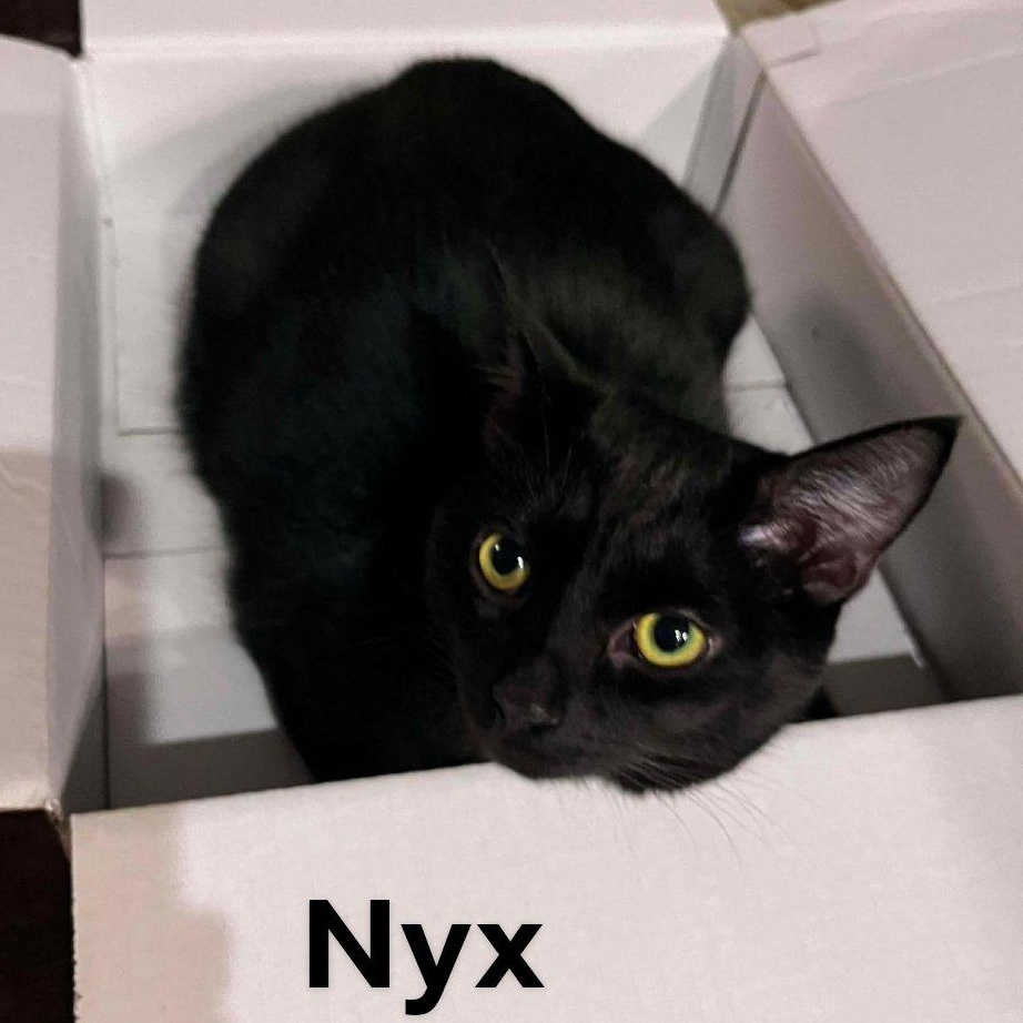 Enlarge THE WIZARD LITTER: MERLIN & NYX, an adoptable Domestic Short Hair in Campbell River, BC image 3/6