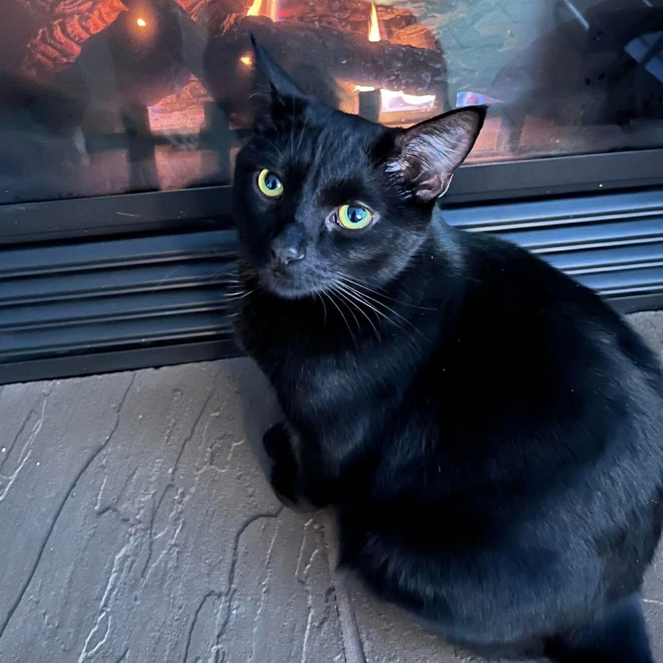 Enlarge THE WIZARD LITTER: MERLIN & NYX, an adoptable Domestic Short Hair in Campbell River, BC image 6/6