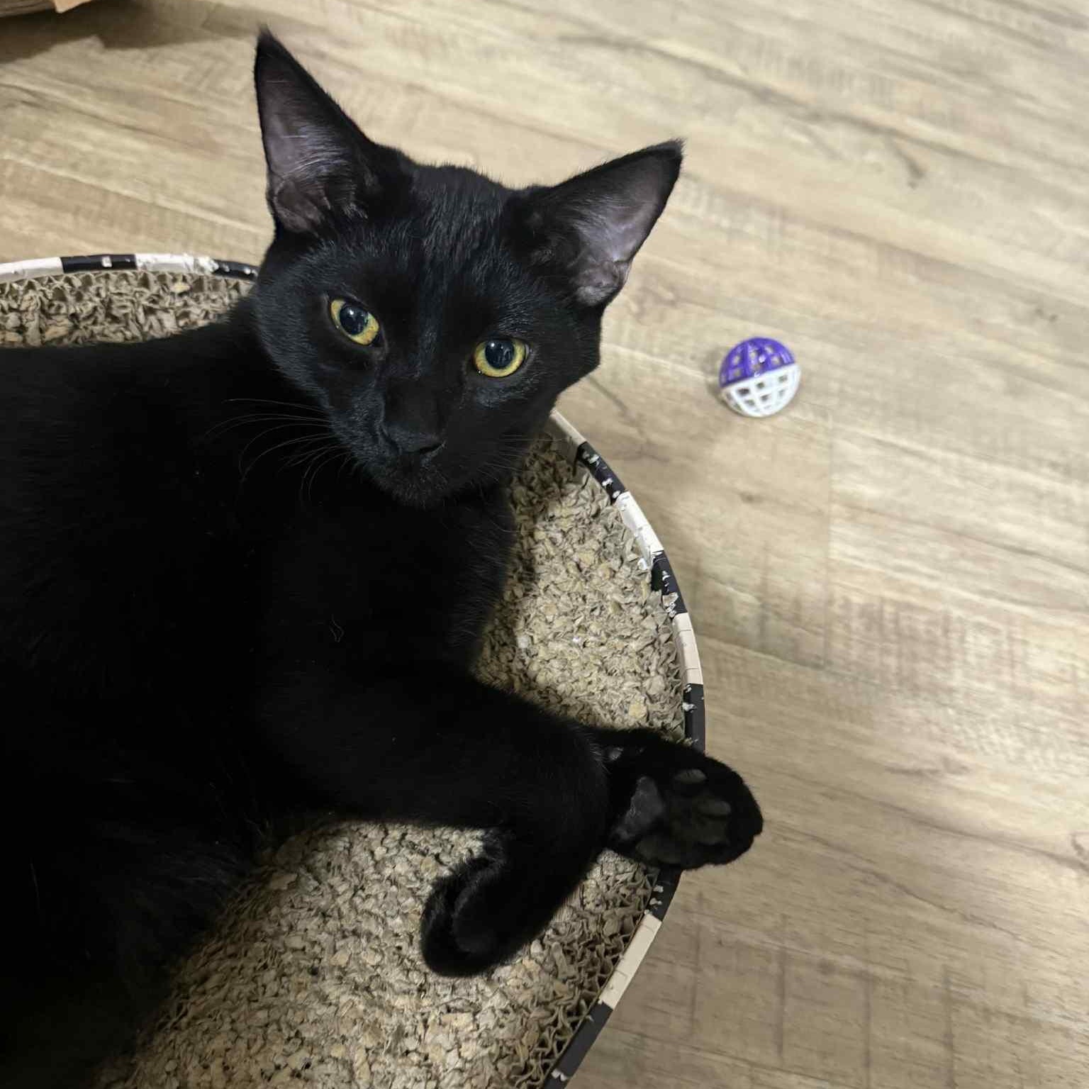 Enlarge THE WIZARD LITTER: MERLIN & NYX, an adoptable Domestic Short Hair in Campbell River, BC image 6/6