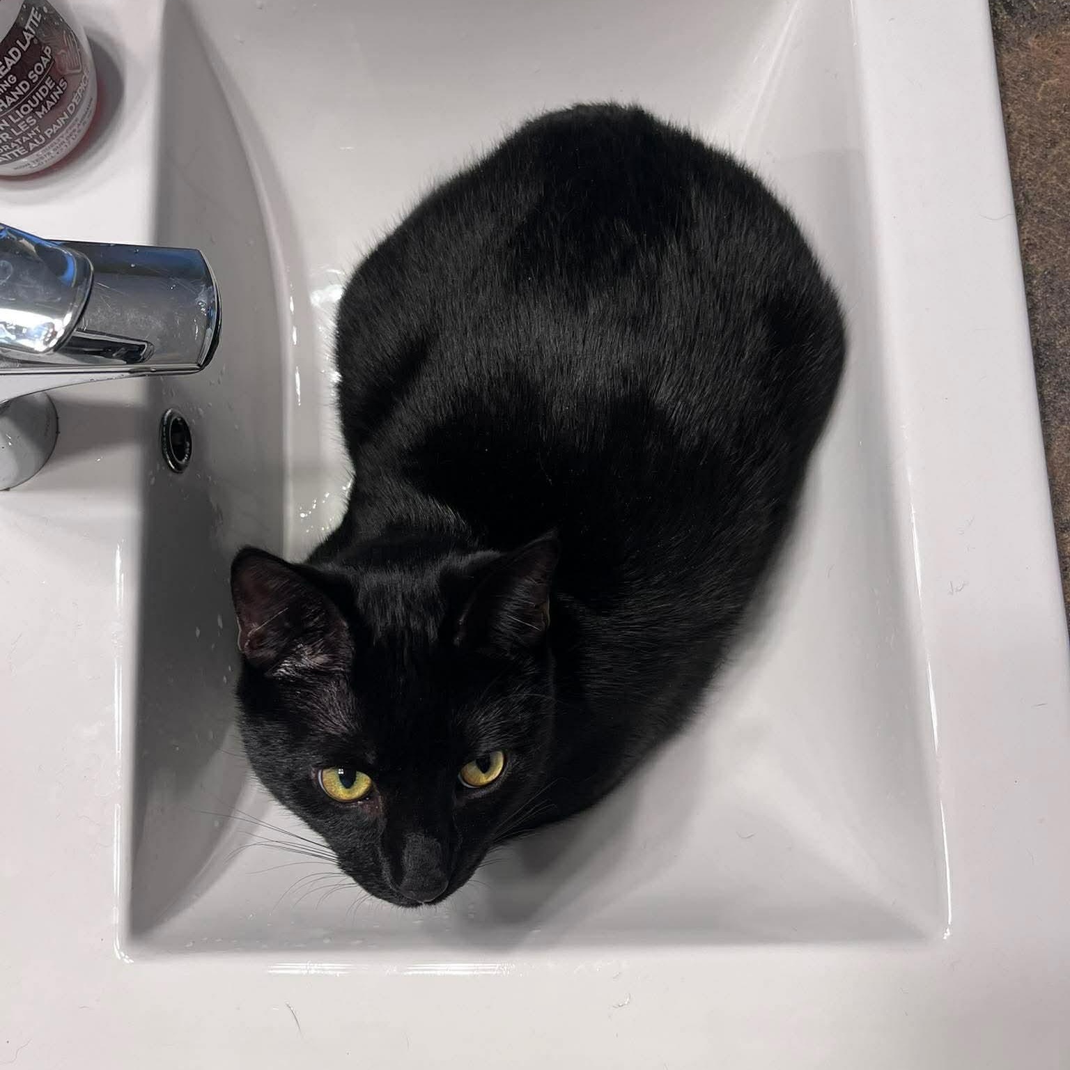 Enlarge THE WIZARD LITTER: MERLIN & NYX, an adoptable Domestic Short Hair in Campbell River, BC image 5/6