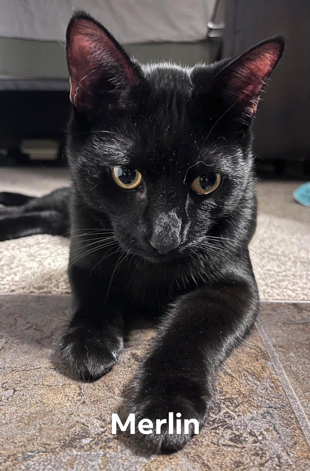 Enlarge THE WIZARD LITTER: MERLIN & NYX, an adoptable Domestic Short Hair in Campbell River, BC image 2/6