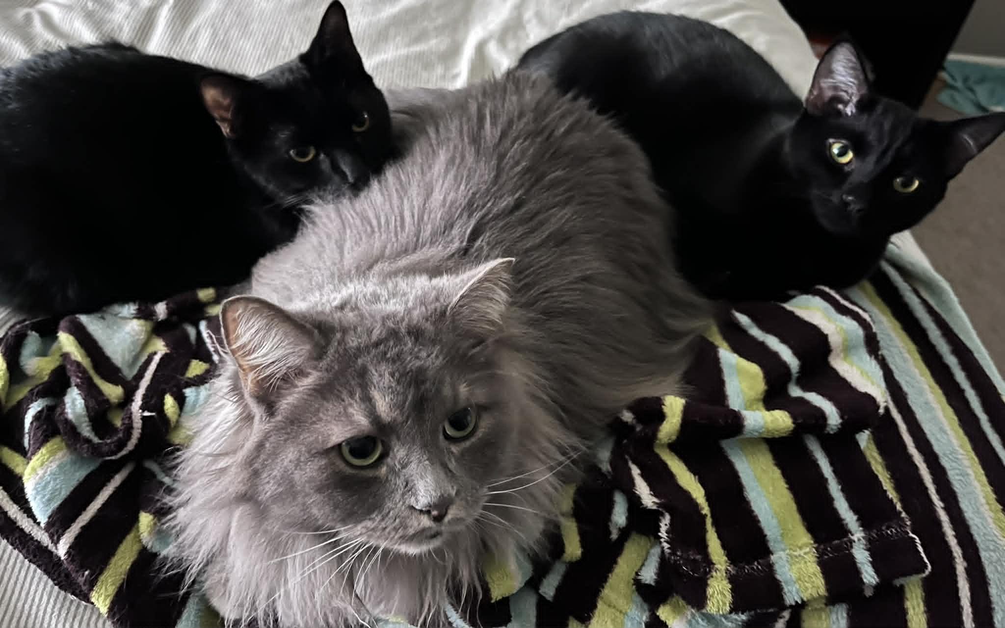 Enlarge THE WIZARD LITTER: MERLIN & NYX, an adoptable Domestic Short Hair in Campbell River, BC image 3/6