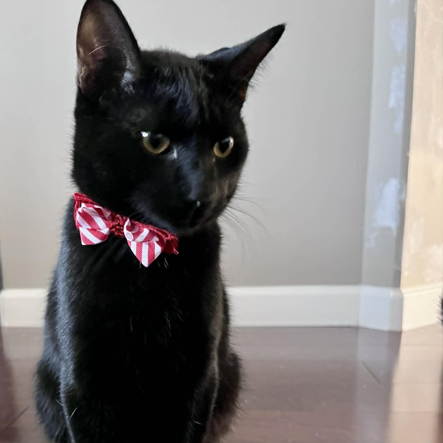 Enlarge THE WIZARD LITTER: MERLIN & NYX, an adoptable Domestic Short Hair in Campbell River, BC image 2/6