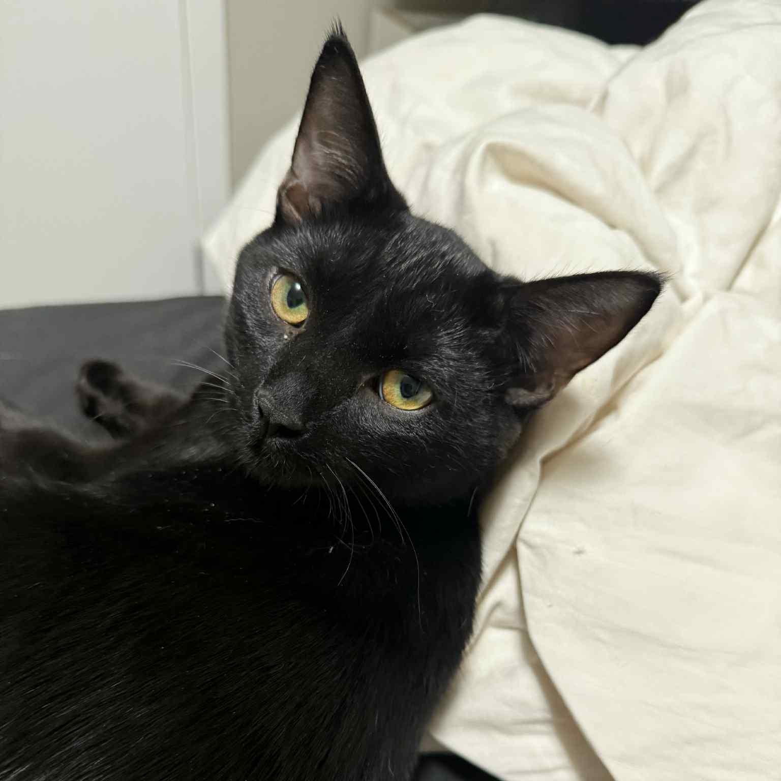 Enlarge THE WIZARD LITTER: MERLIN & NYX, an adoptable Domestic Short Hair in Campbell River, BC image 5/6