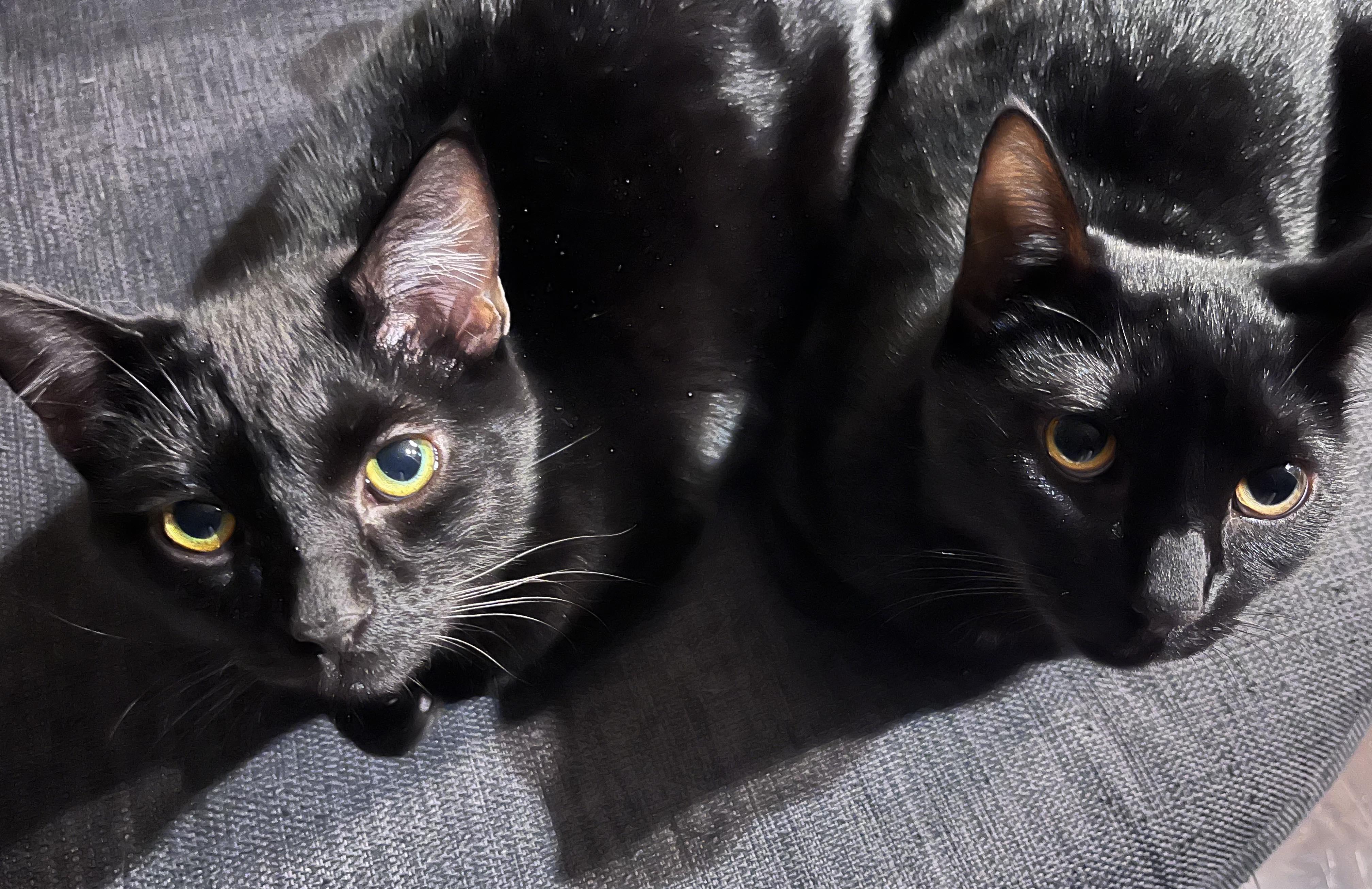 THE WIZARD LITTER: MERLIN & NYX, adoptable, Kitten Male Domestic Short Hair.