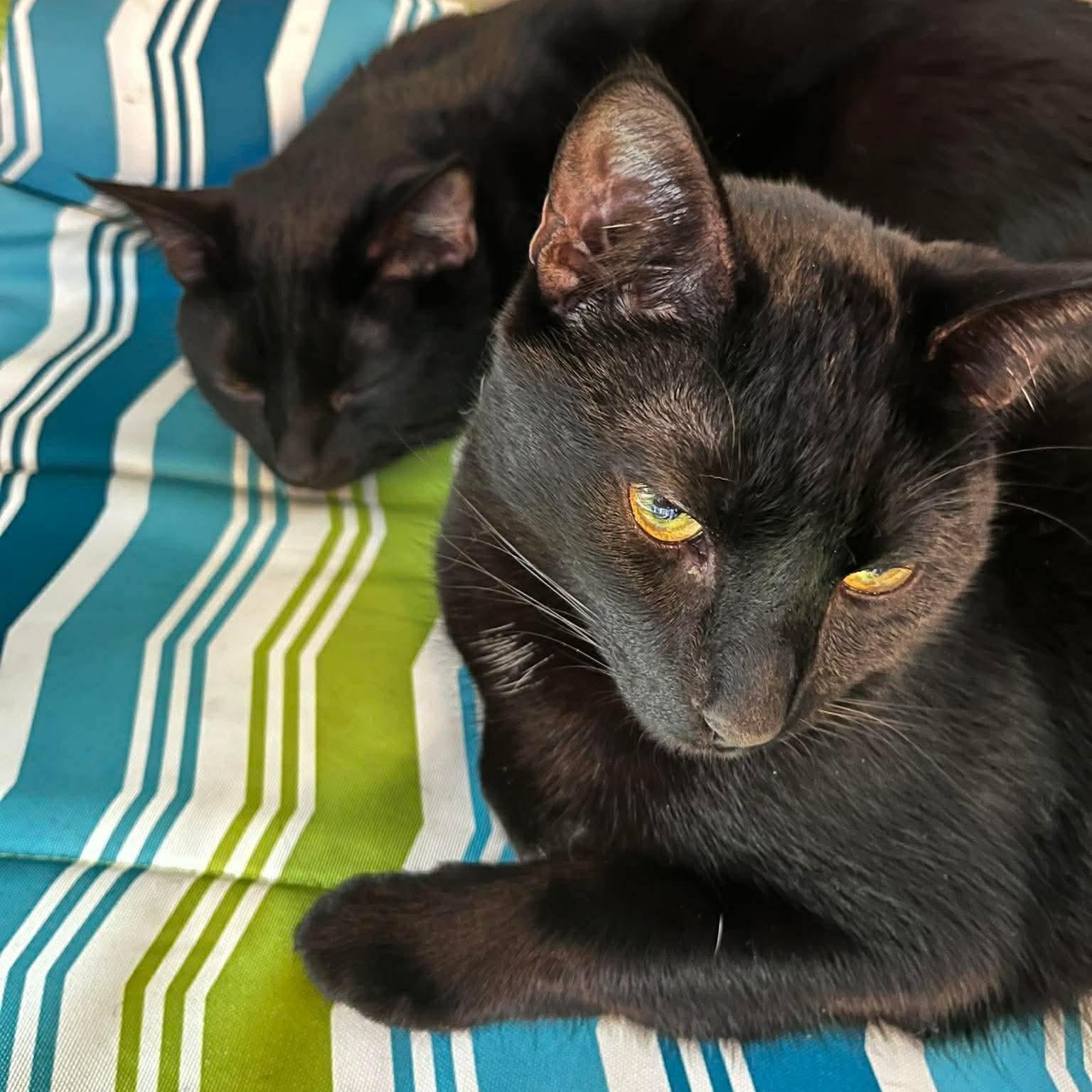 THE WIZARD LITTER: MERLIN & NYX, adoptable, Young Male Domestic Short Hair.