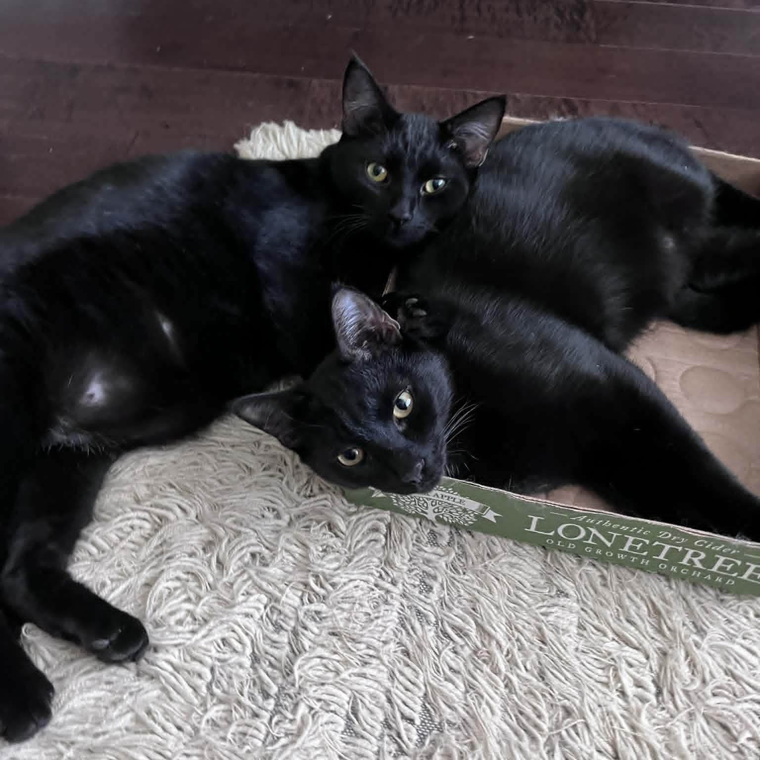 Enlarge THE WIZARD LITTER: MERLIN & NYX, an adoptable Domestic Short Hair in Campbell River, BC image 1/6