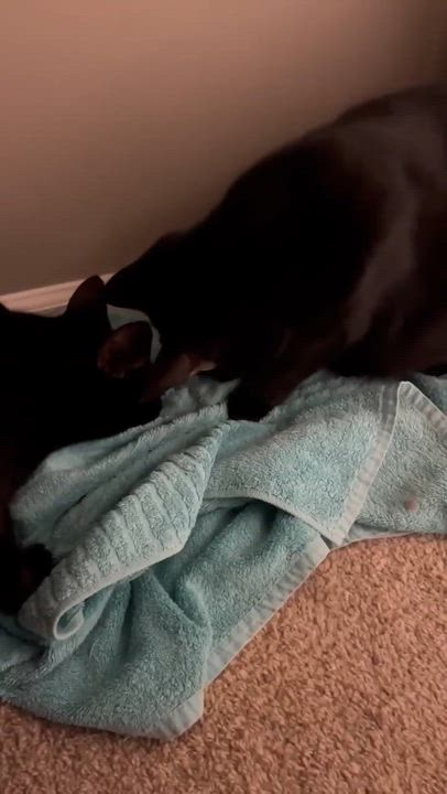 Enlarge THE WIZARD LITTER: MERLIN & NYX, an adoptable Domestic Short Hair in Campbell River, BC video 6/6