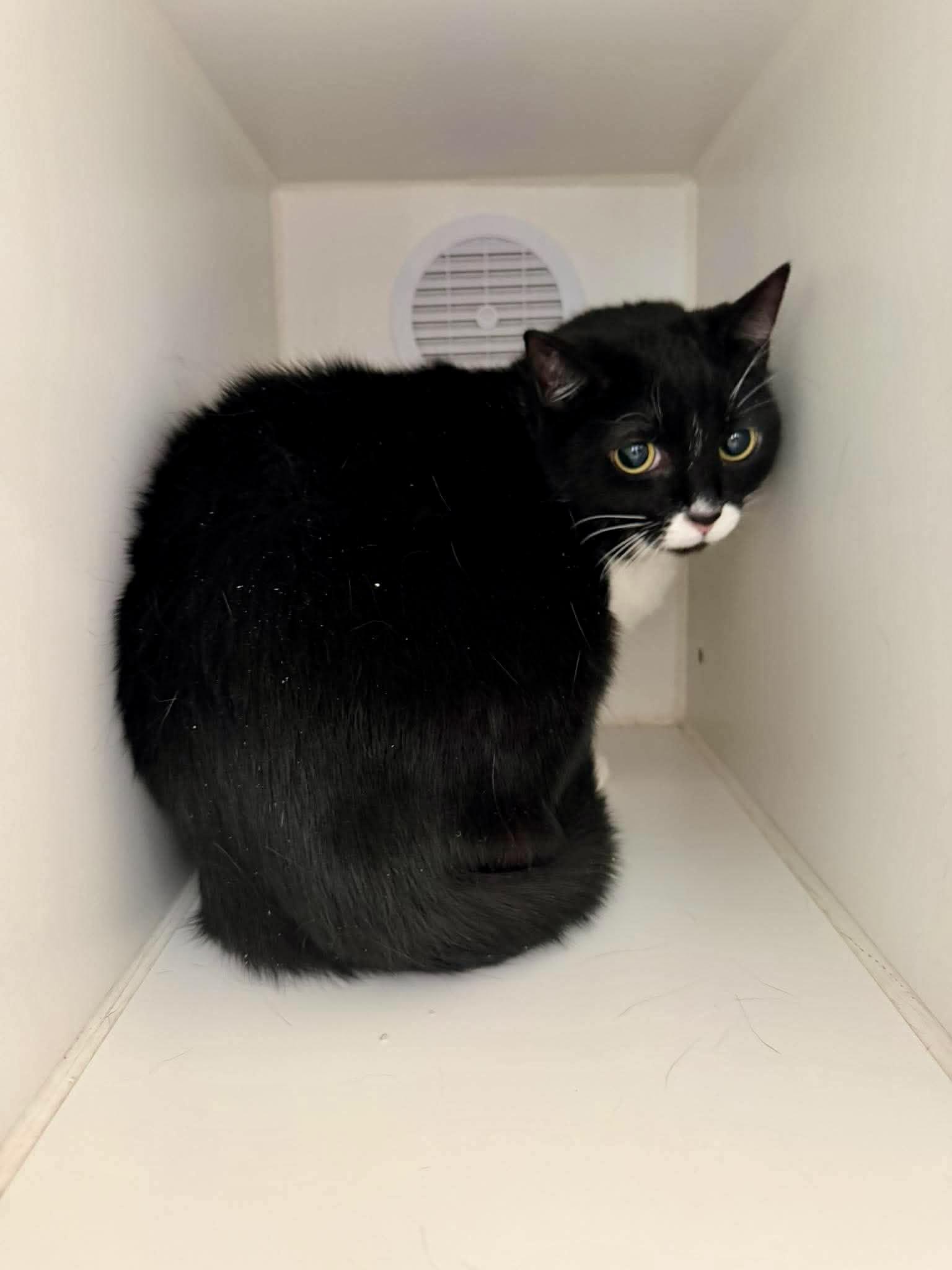 Bella, a ADOPTABLE Domestic Medium Hair in Las Vegas, NV image 1/3