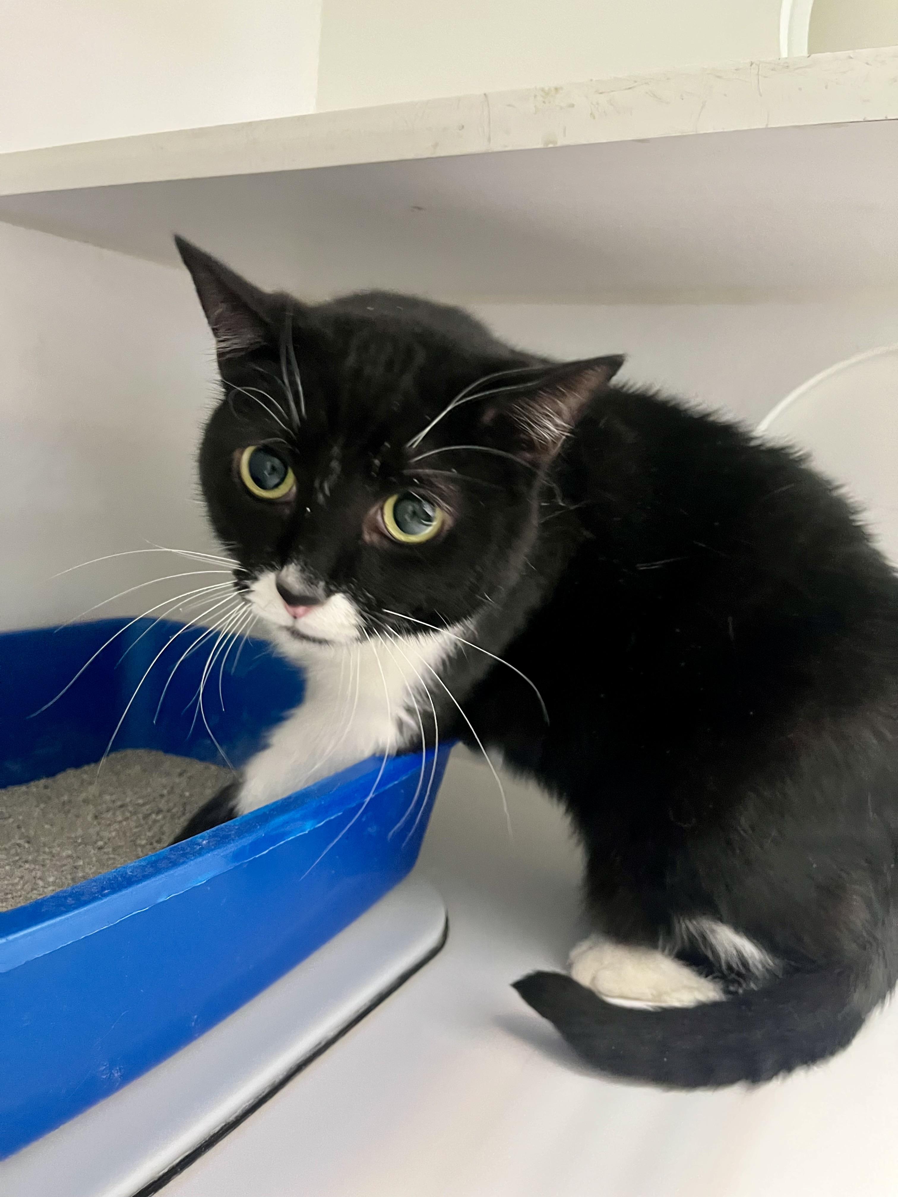 Bella, a ADOPTABLE Domestic Medium Hair in Las Vegas, NV image 3/3