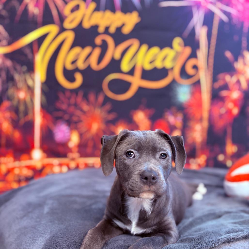 Enlarge Noel, an adopted mixed breed in Fenton, MI image 1/3