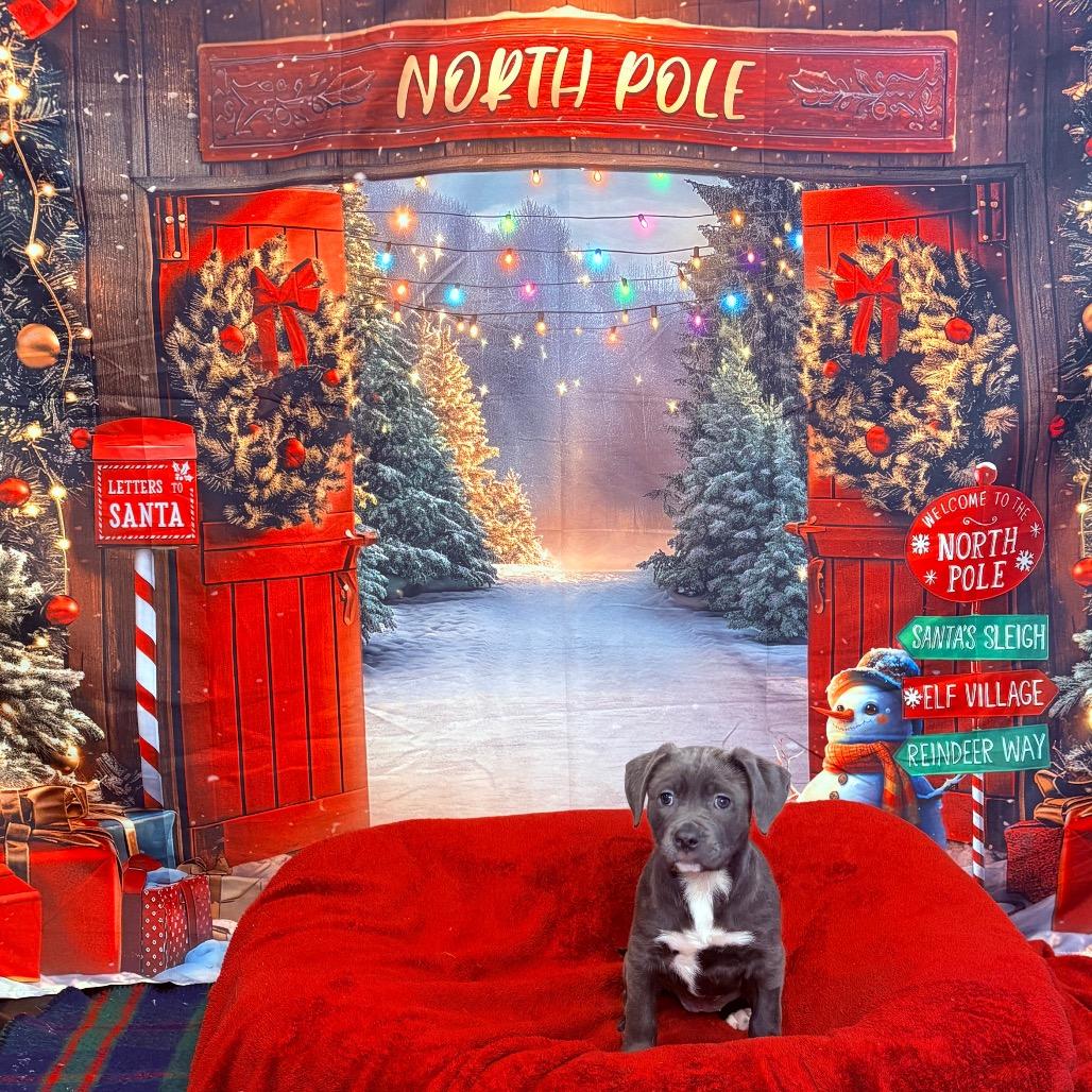 Enlarge Noel, an adopted mixed breed in Fenton, MI image 3/3