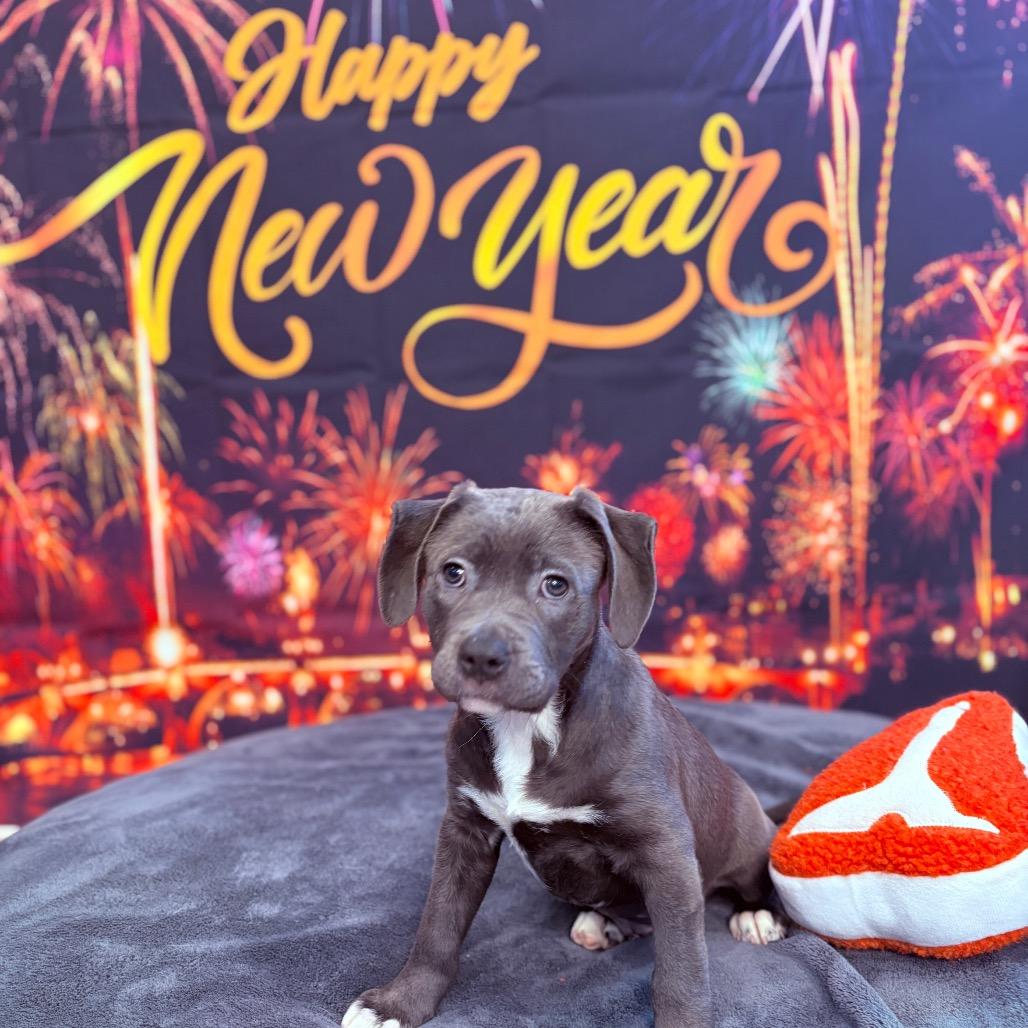 Enlarge Noel, an adopted mixed breed in Fenton, MI image 2/3