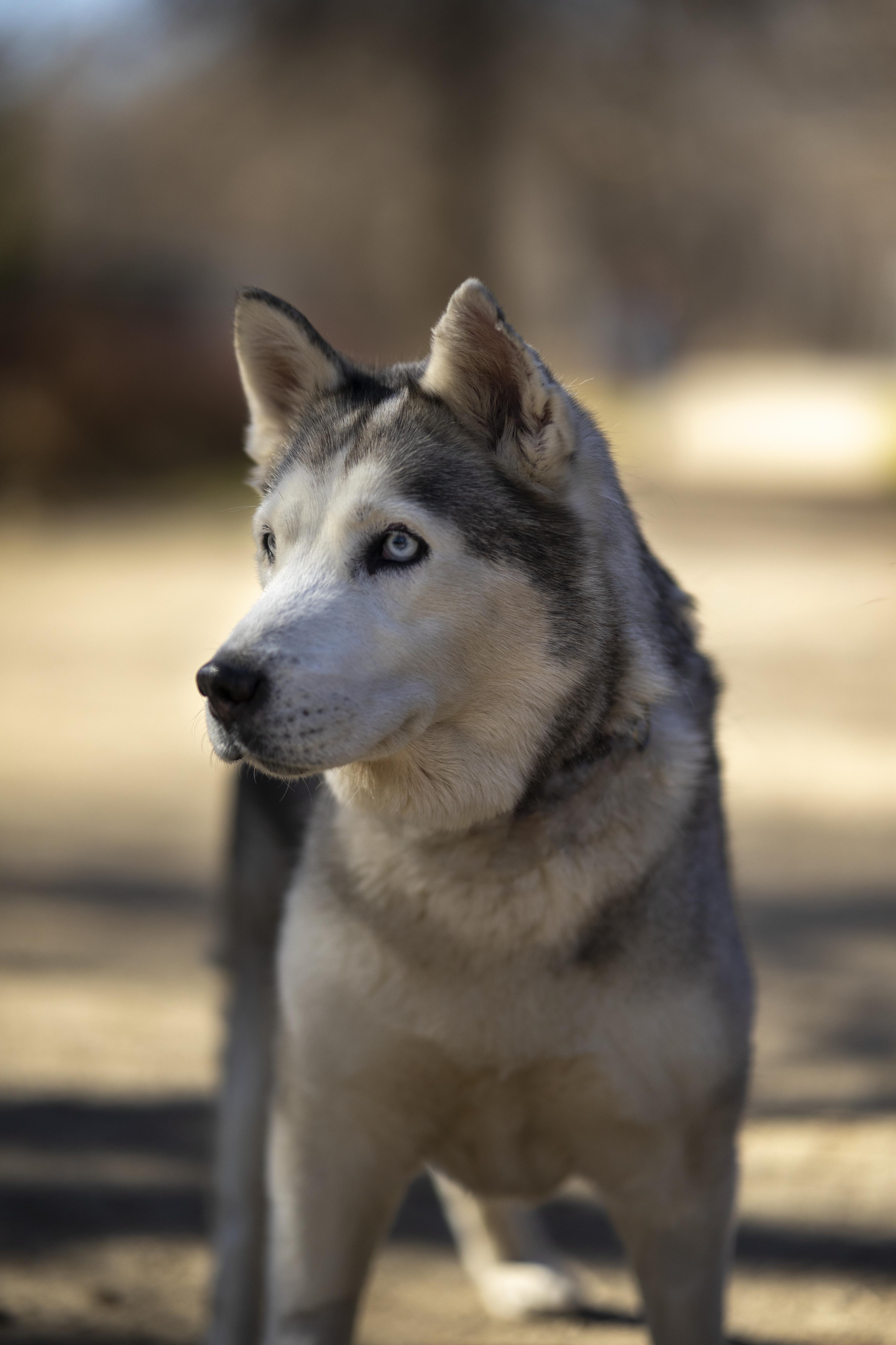 Enlarge Millie, a Adoptable Siberian Husky in Cottonwood Heights, UT image 1/6