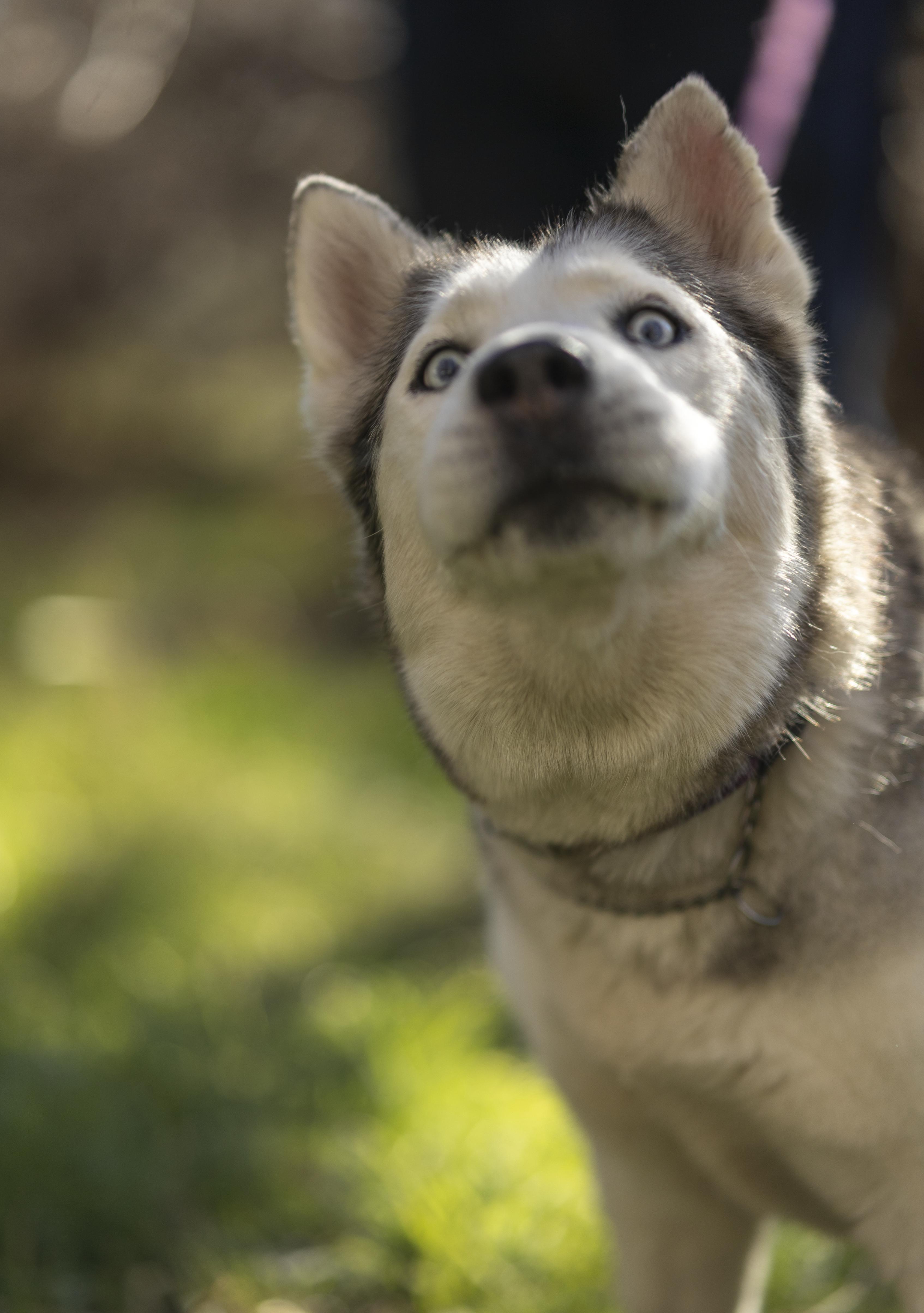 Enlarge Millie, a Adoptable Siberian Husky in Cottonwood Heights, UT image 2/6