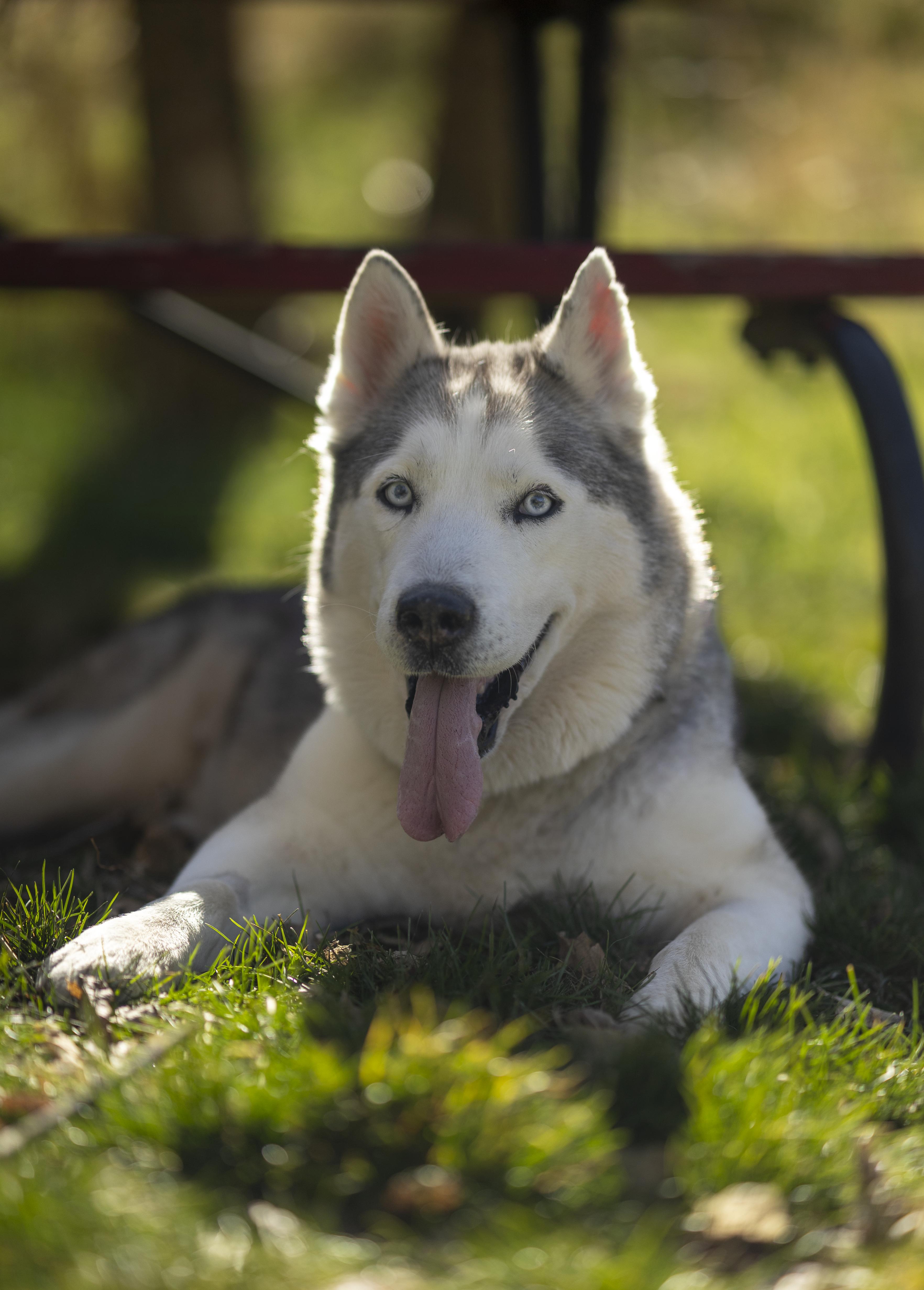 Enlarge Millie, a Adoptable Siberian Husky in Cottonwood Heights, UT image 3/6