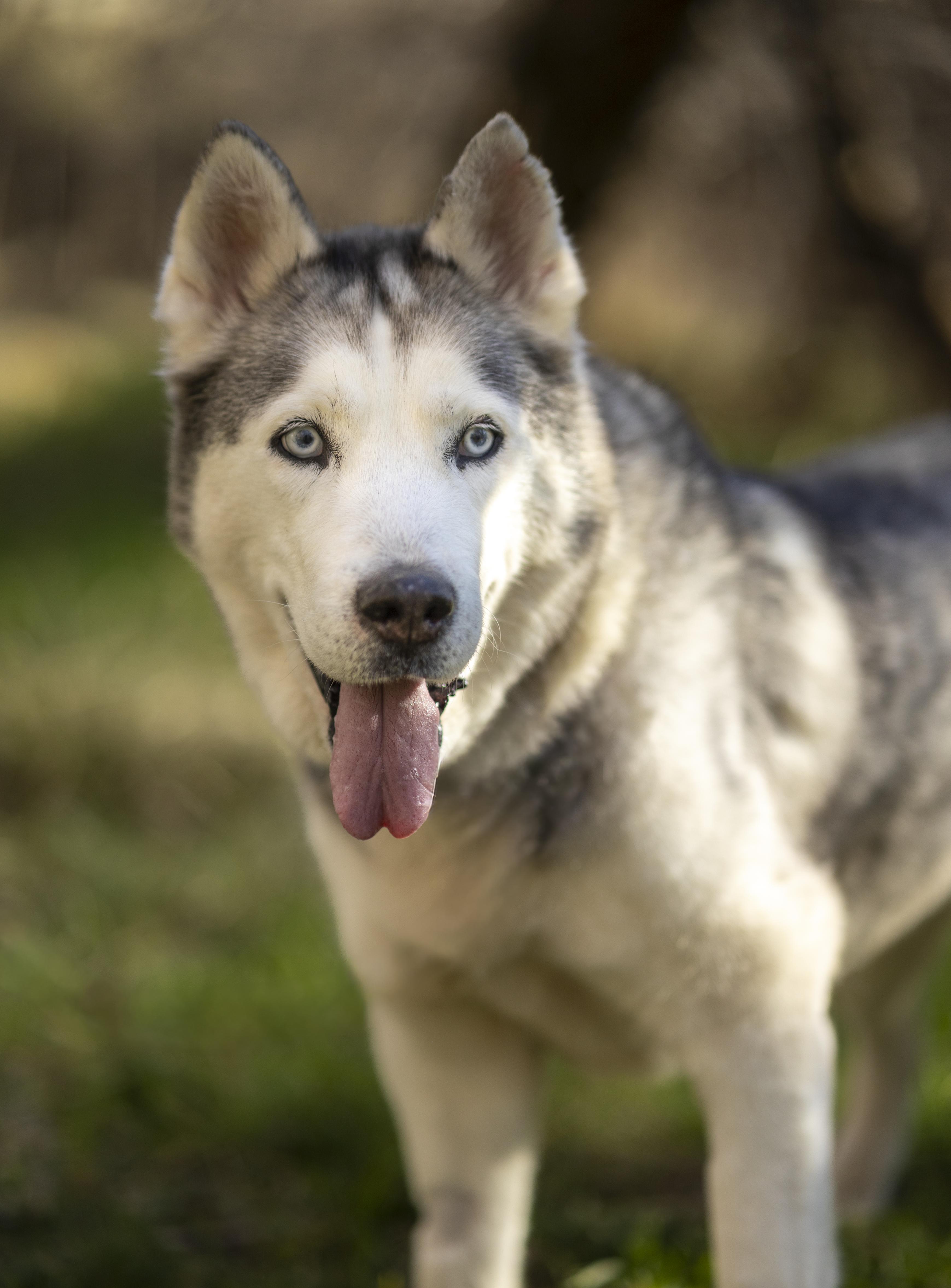 Enlarge Millie, a Adoptable Siberian Husky in Cottonwood Heights, UT image 4/6