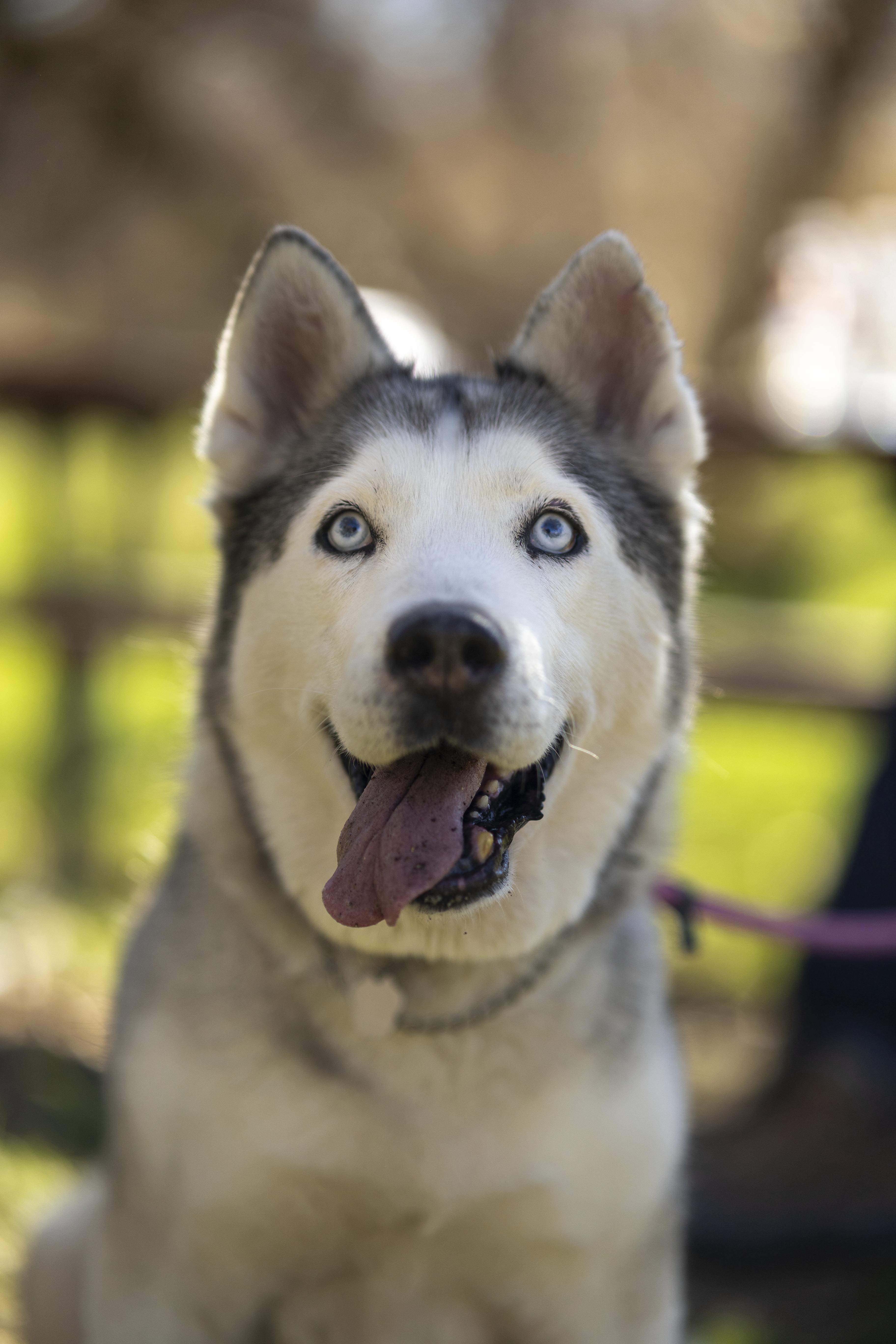 Enlarge Millie, a Adoptable Siberian Husky in Cottonwood Heights, UT image 5/6
