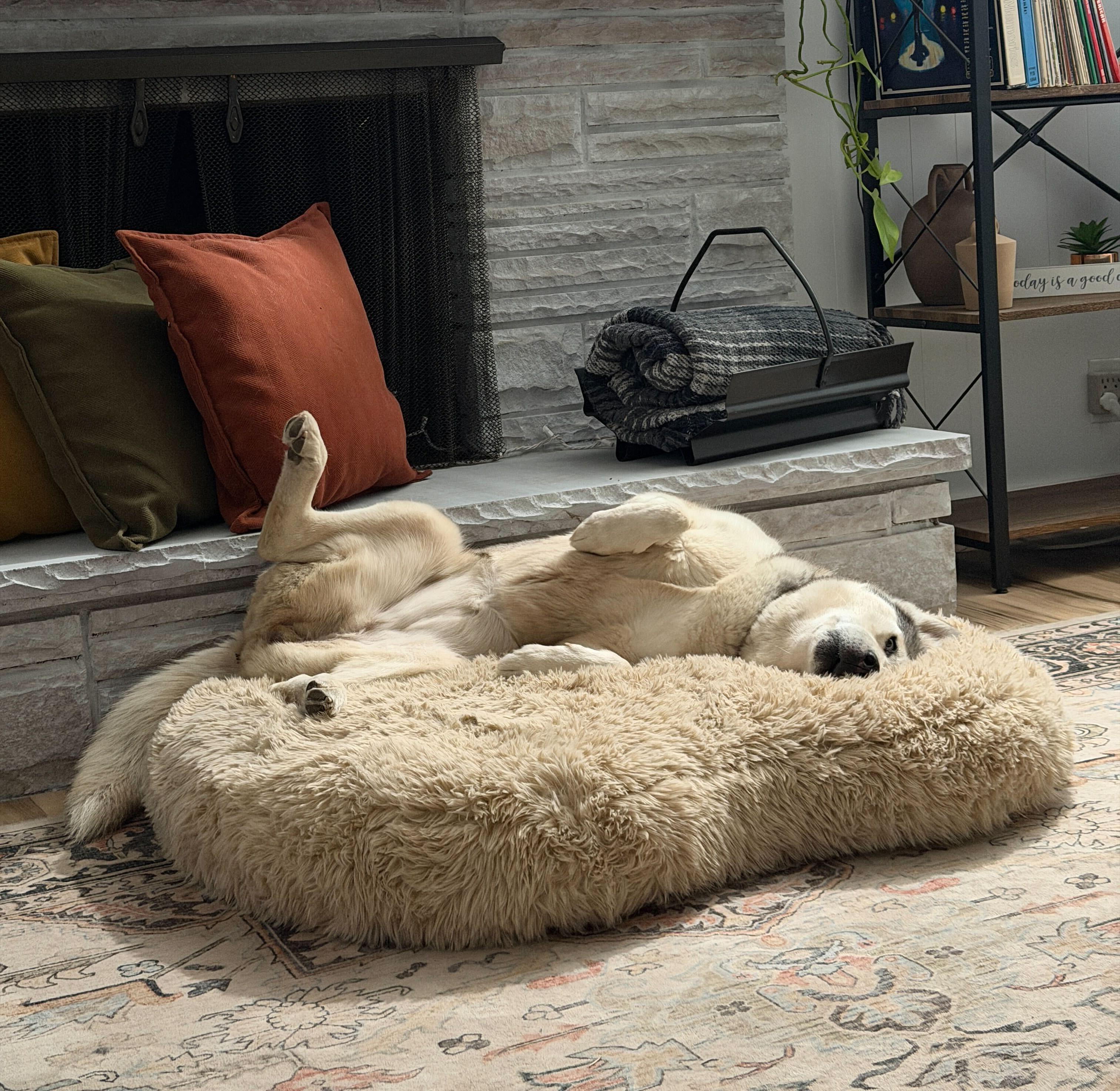 Enlarge Millie, a Adoptable Siberian Husky in Cottonwood Heights, UT image 5/6