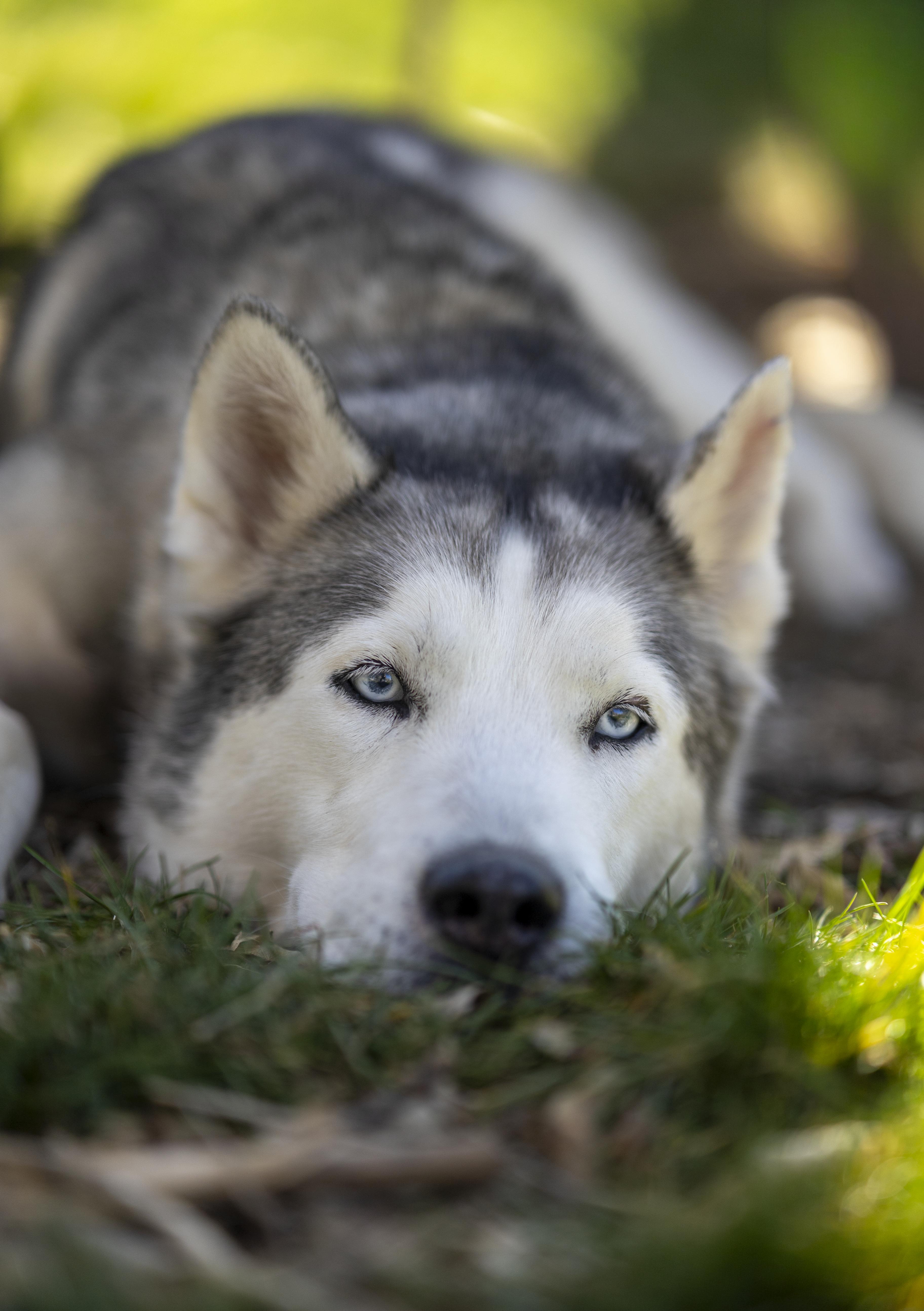 Enlarge Millie, a Adoptable Siberian Husky in Cottonwood Heights, UT image 6/6