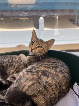 Swim Shady, Adoptable, Kitten Female Domestic Short Hair & Domestic Short Hair.