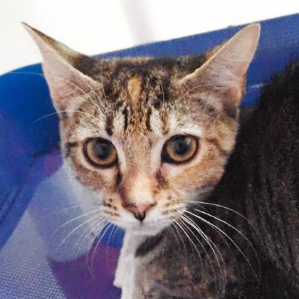 Enlarge Swim Shady, a Adoptable mixed breed in Largo, FL image 3/3