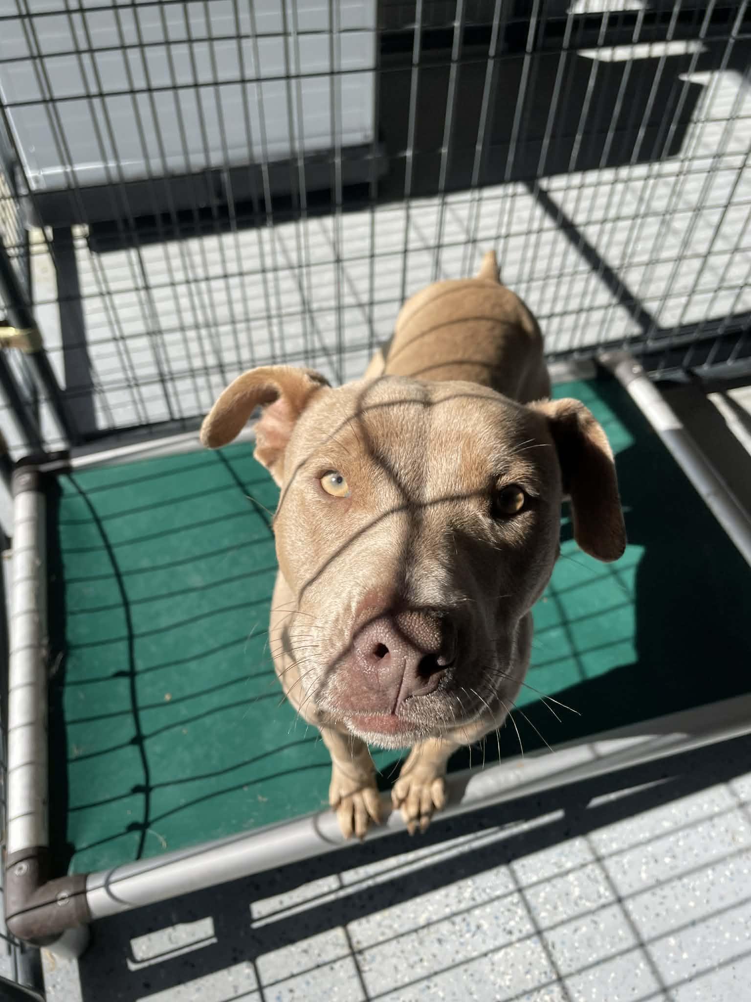 Enlarge Jinkies, a ADOPTABLE Pit Bull Terrier in Bishopville, SC image 1/1