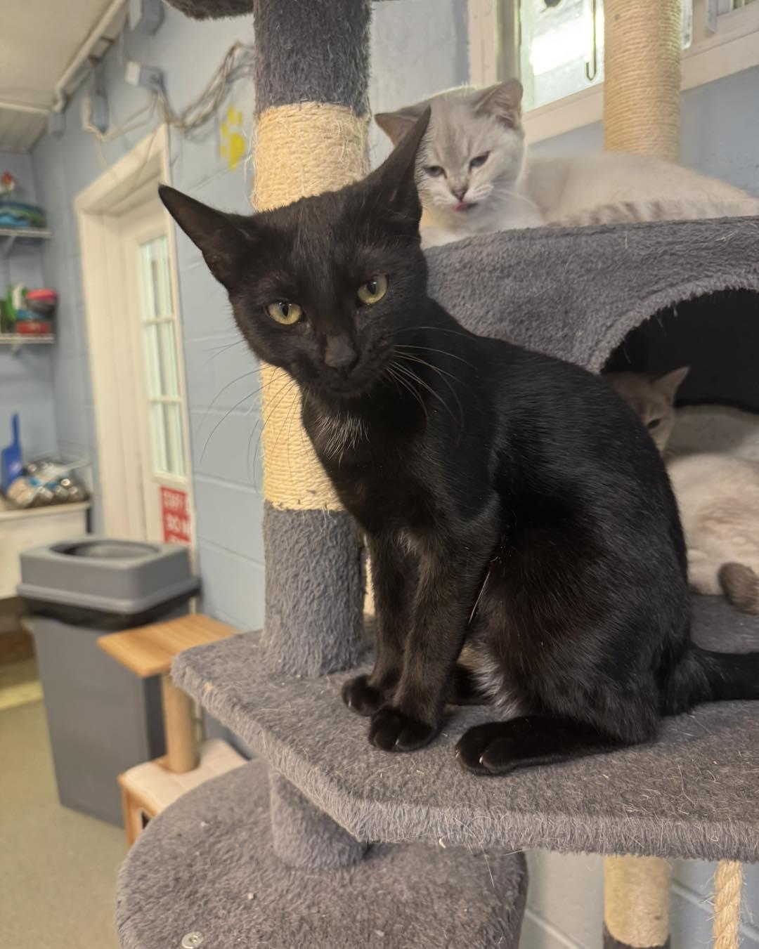 Zack & Zoe, a ADOPTABLE Domestic Short Hair in Bloomfield, NJ image 1/5
