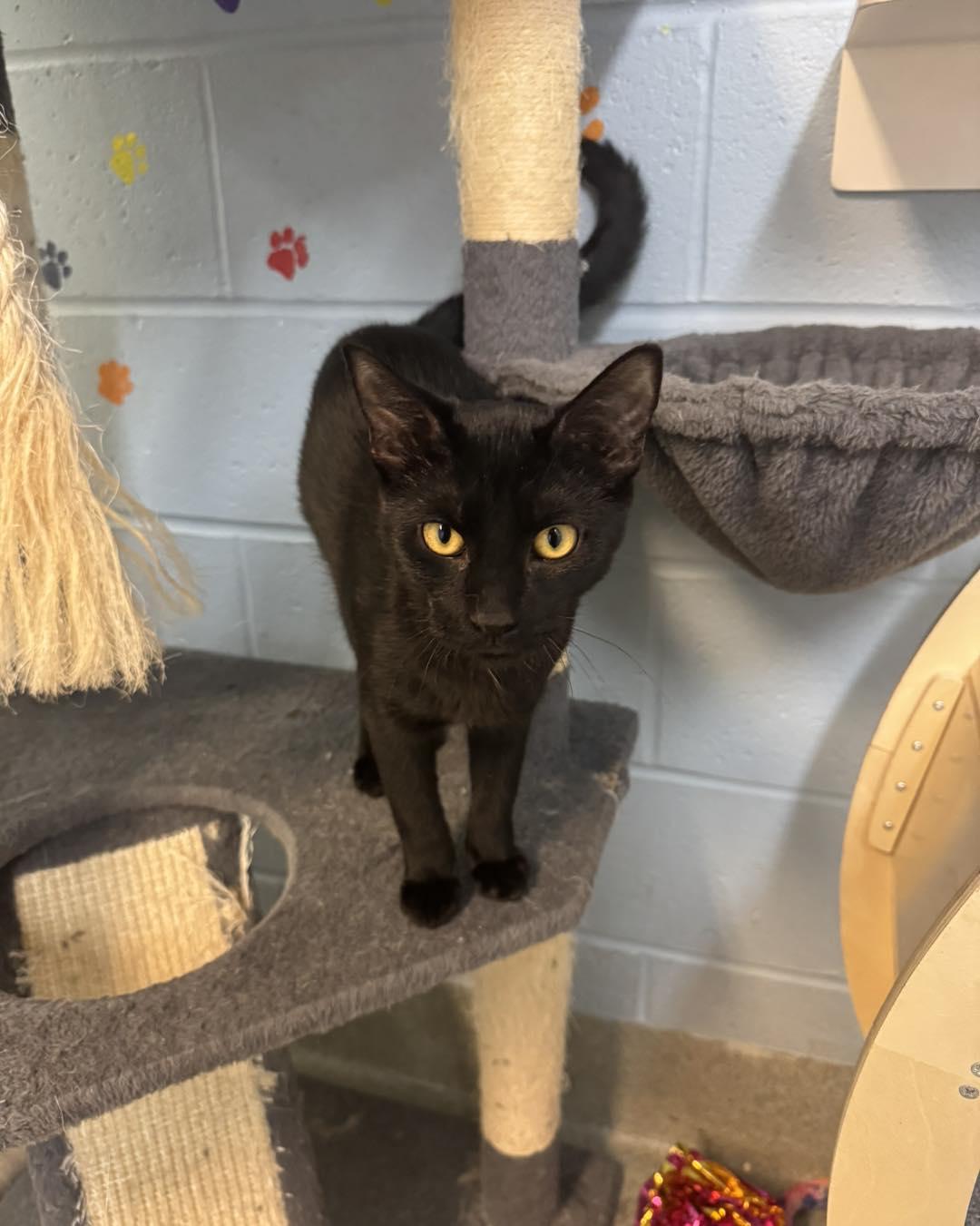 Zack & Zoe, a ADOPTABLE Domestic Short Hair in Bloomfield, NJ image 2/5