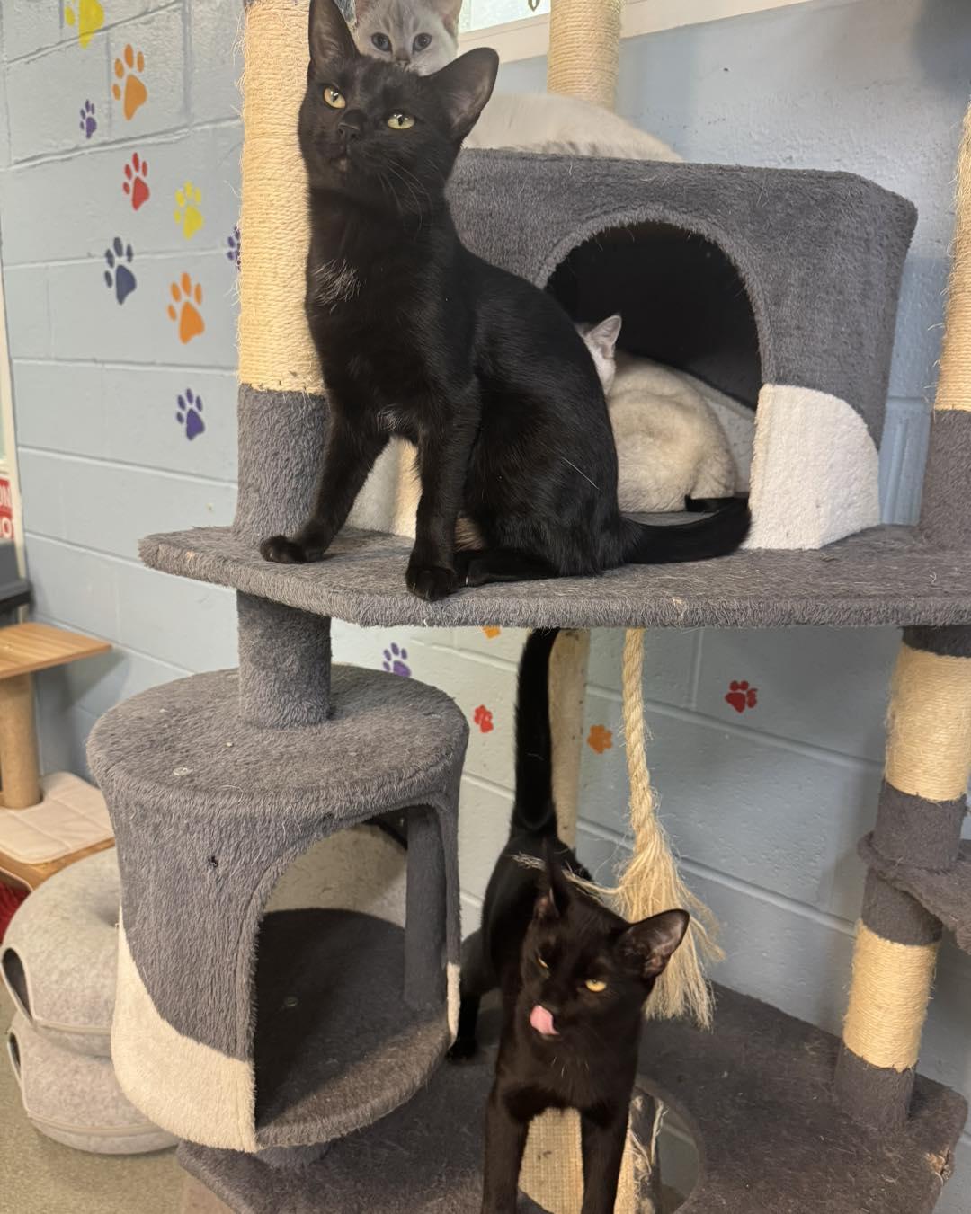 Zack & Zoe, a ADOPTABLE Domestic Short Hair in Bloomfield, NJ image 5/5