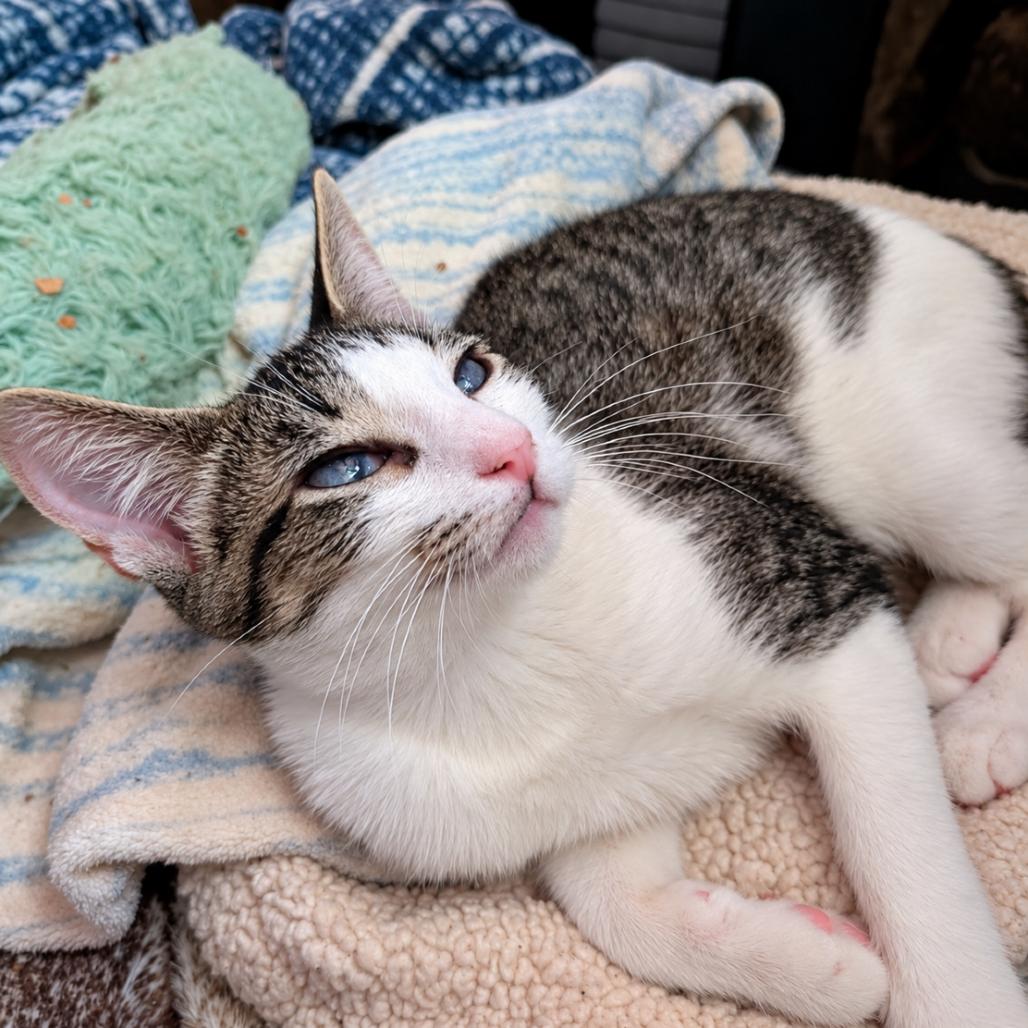 Enlarge Who's There, a Adoptable Domestic Short Hair in Boerne, TX image 4/4