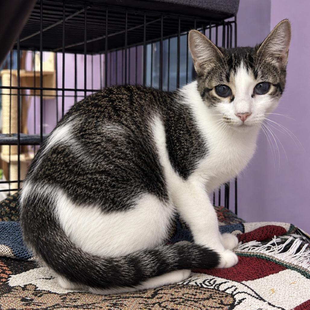Who's There, Adoptable, Young Female Domestic Short Hair.