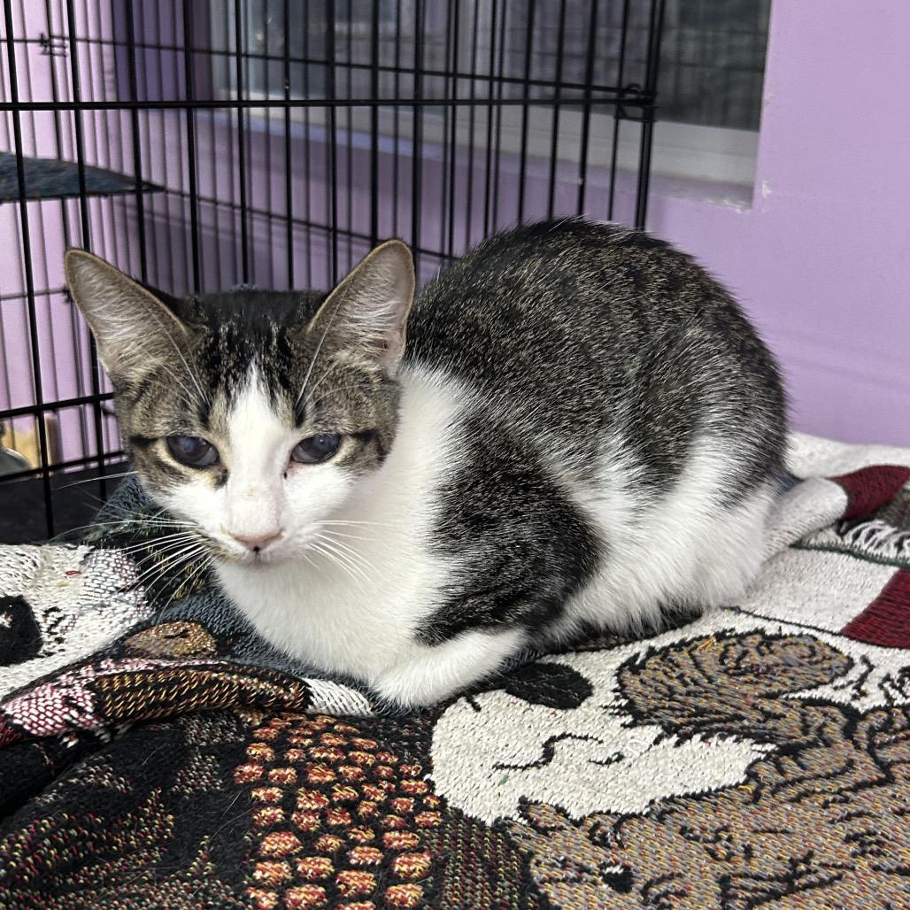 Enlarge Who's There, a Adoptable Domestic Short Hair in Boerne, TX image 3/4