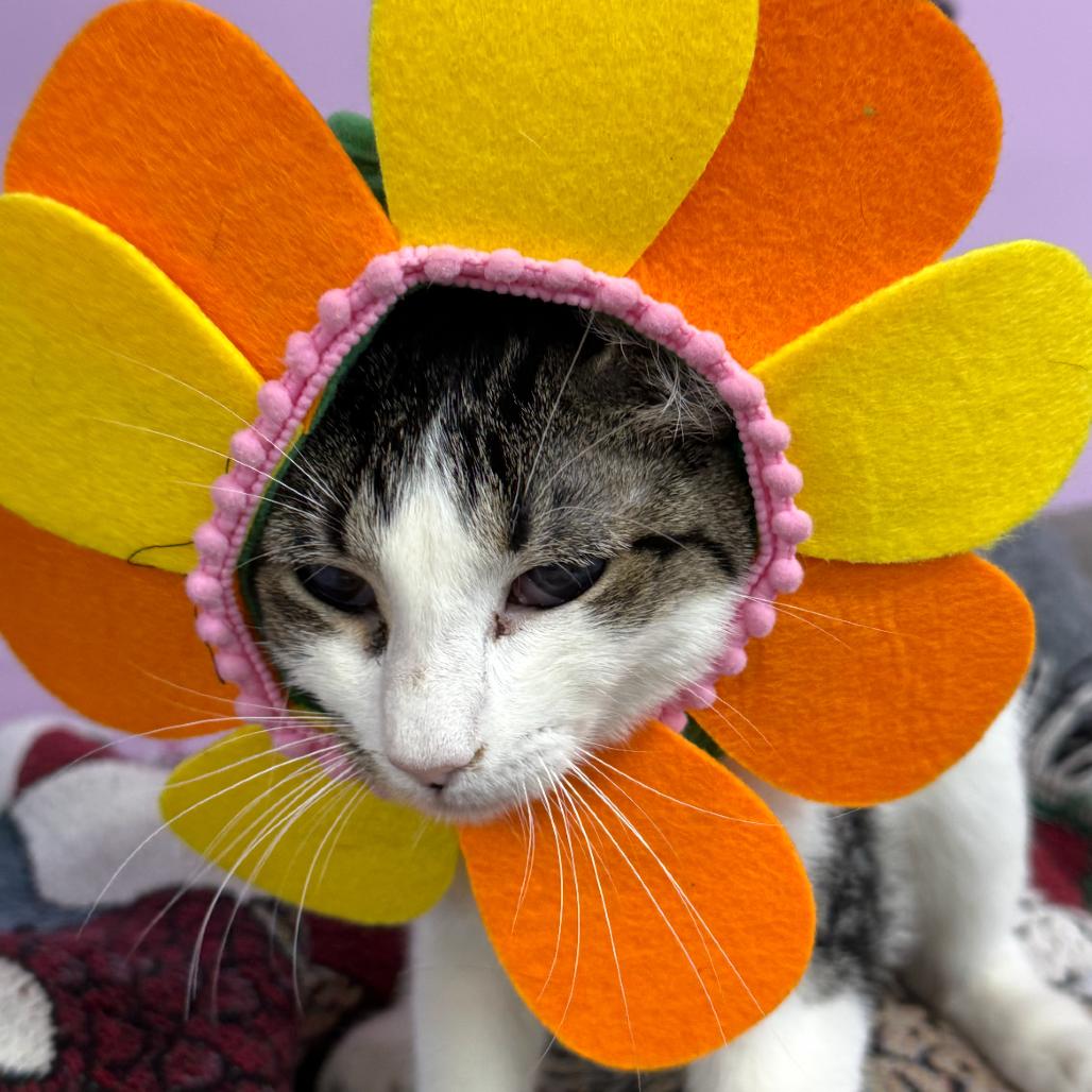 Enlarge Who's There, a Adoptable Domestic Short Hair in Boerne, TX image 2/4