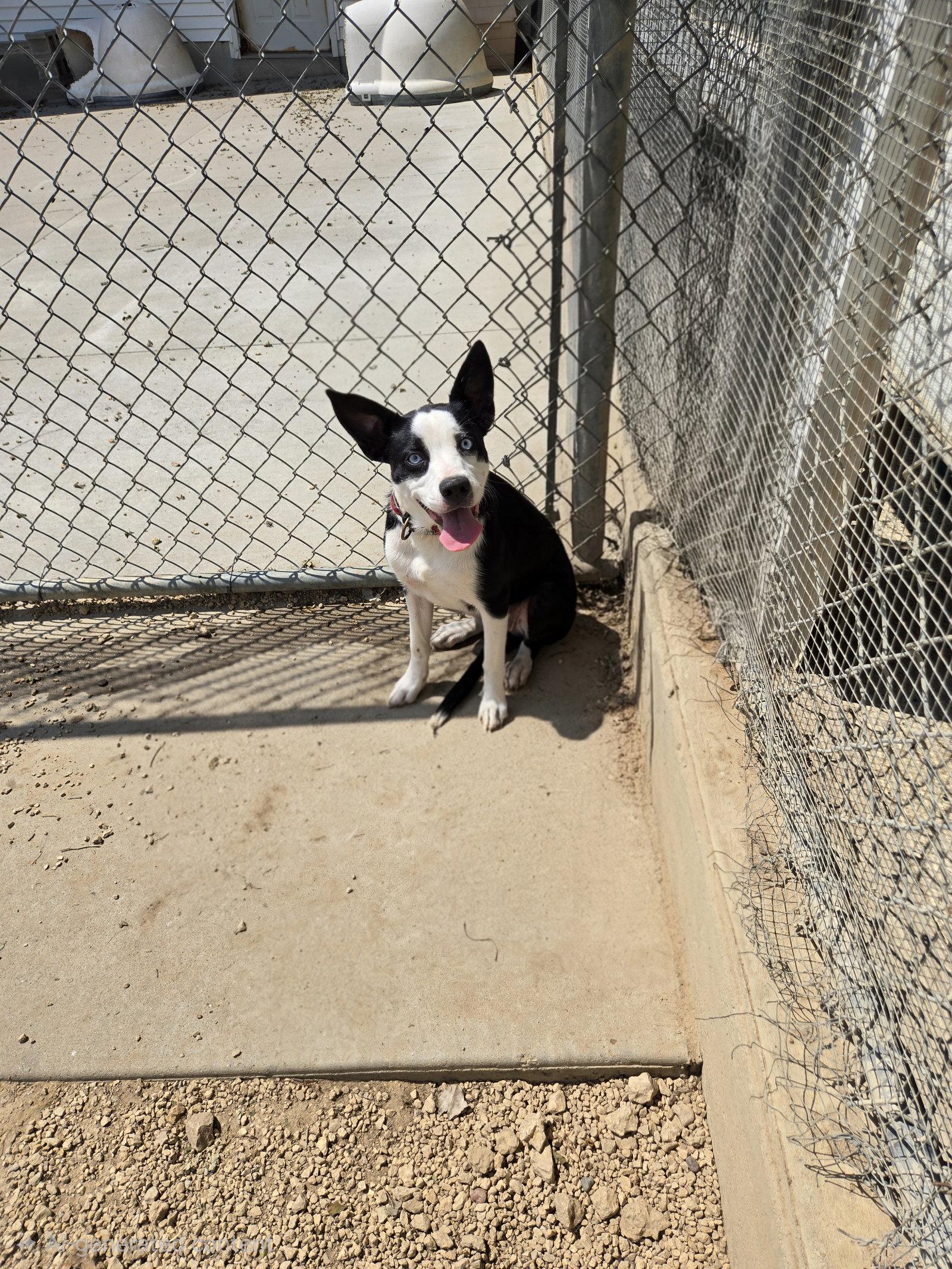 Enlarge Teeter, a Adoptable Border Collie in Maquoketa, IA image 1/1