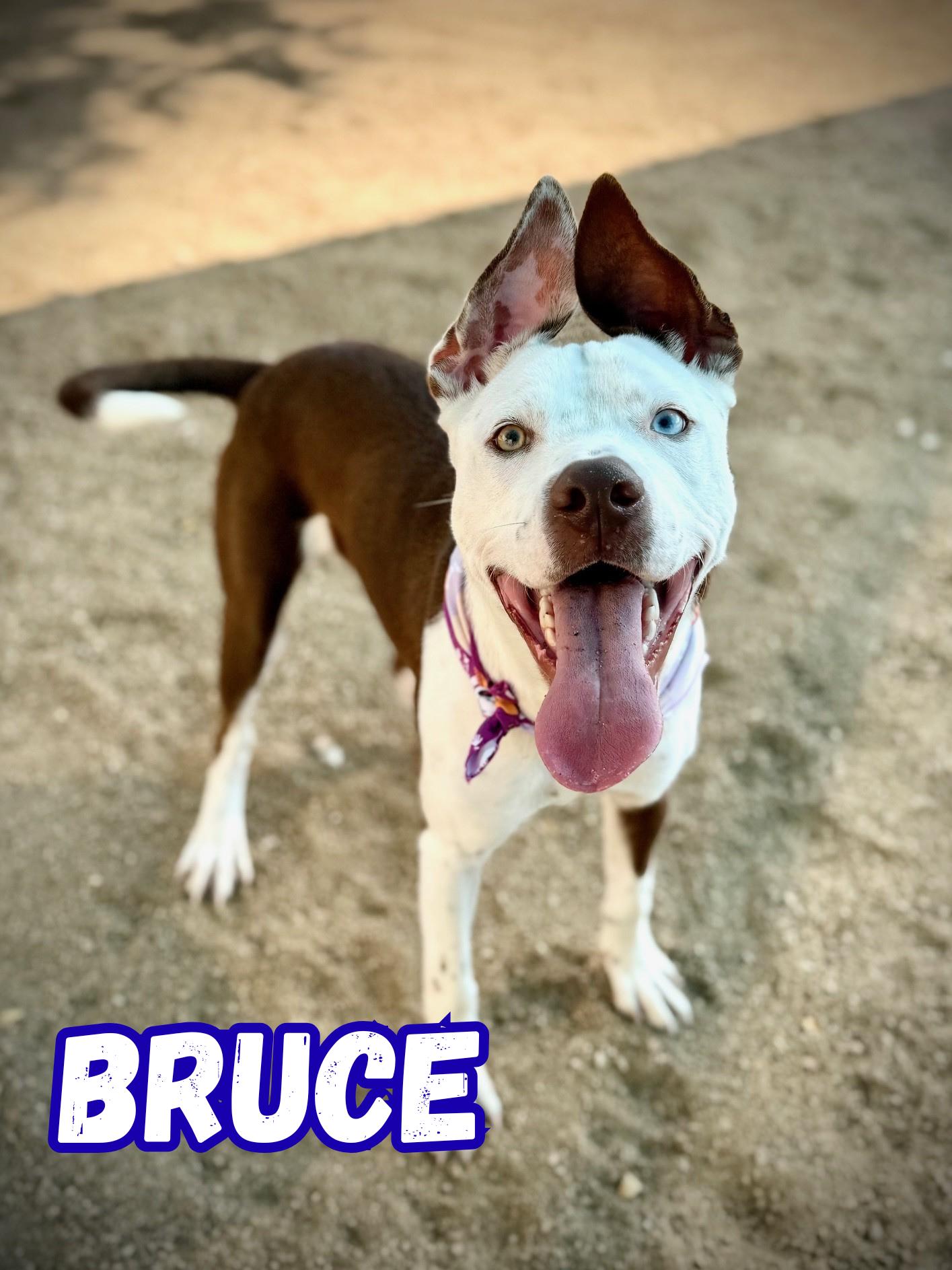 Bruce, Adoptable, Young Male Pit Bull Terrier.