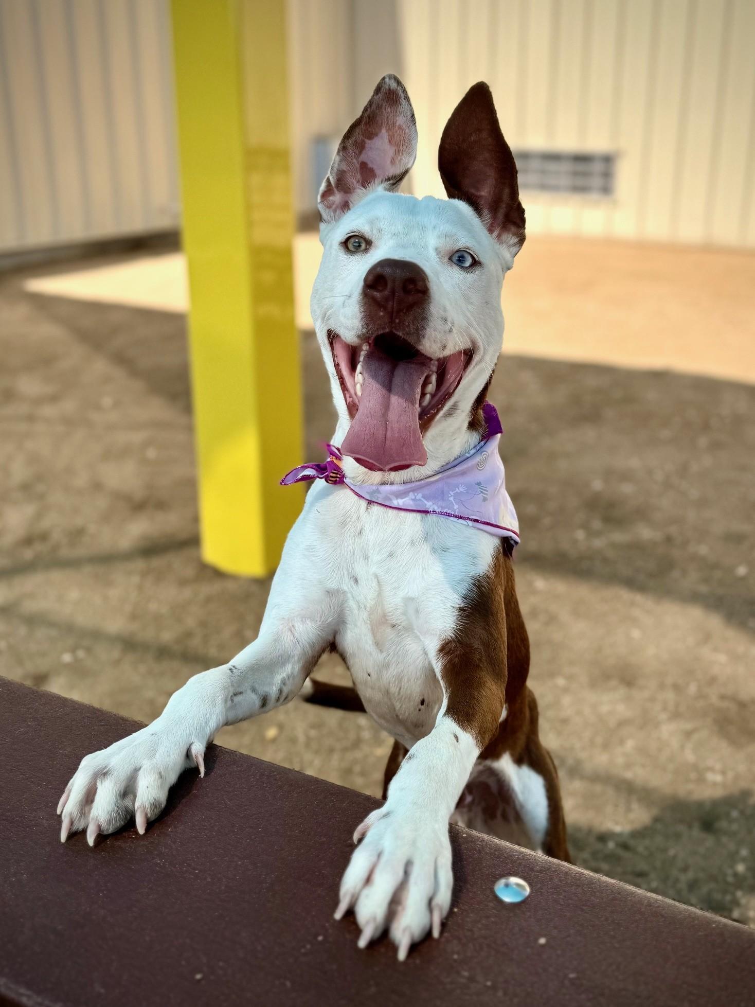 Enlarge Bruce, a Adoptable Pit Bull Terrier in Comfort, TX image 2/3