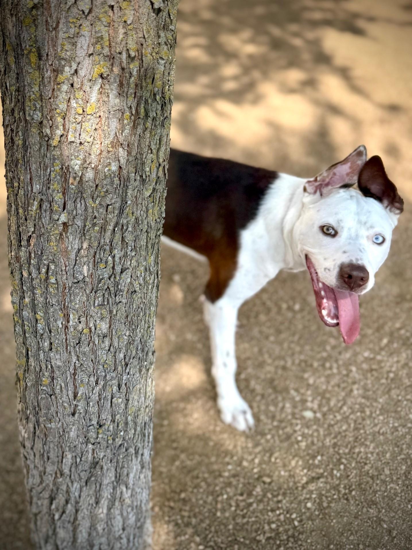 Enlarge Bruce, a Adoptable Pit Bull Terrier in Comfort, TX image 3/3