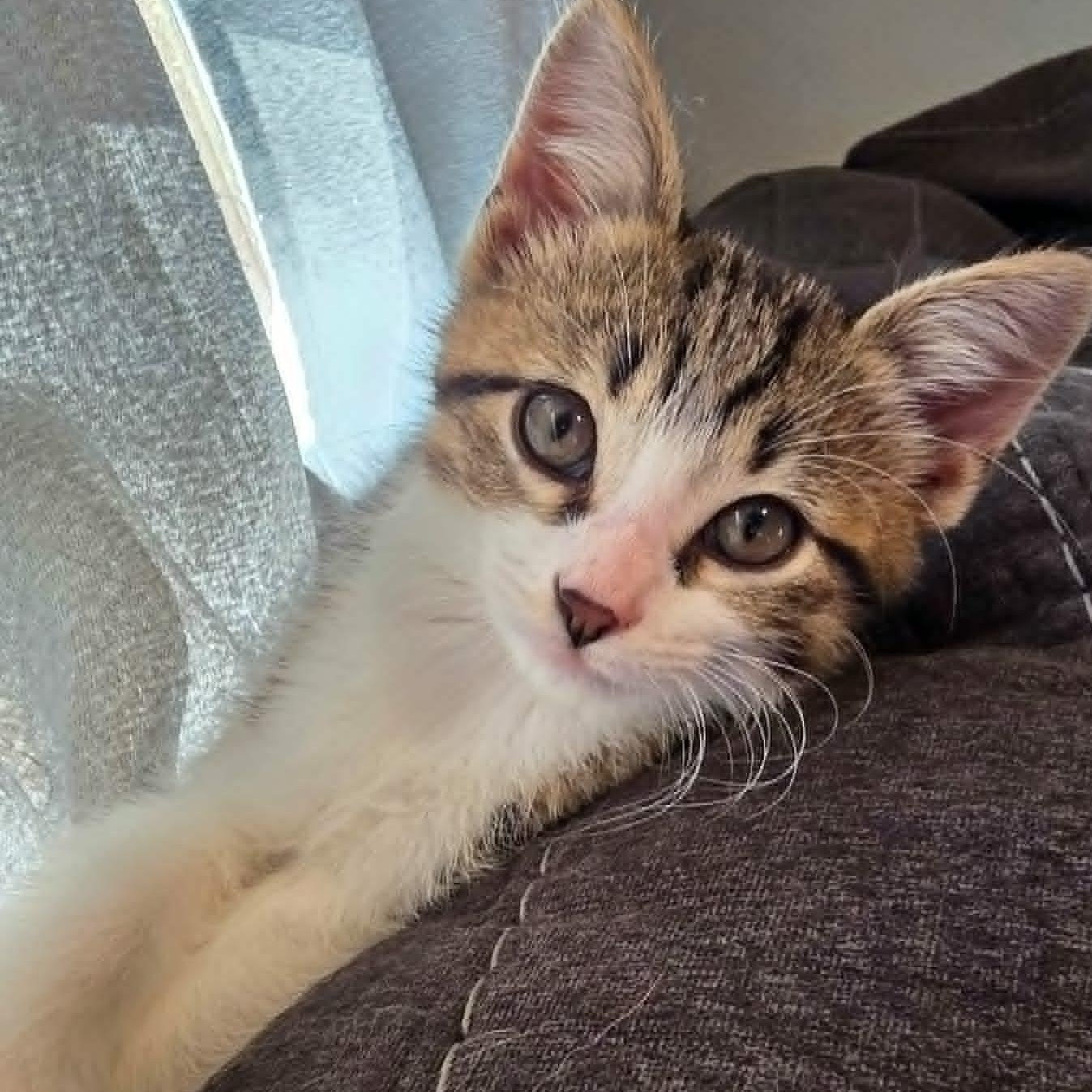 Harry, a ADOPTABLE Domestic Short Hair in Watertown, WI image 1/4