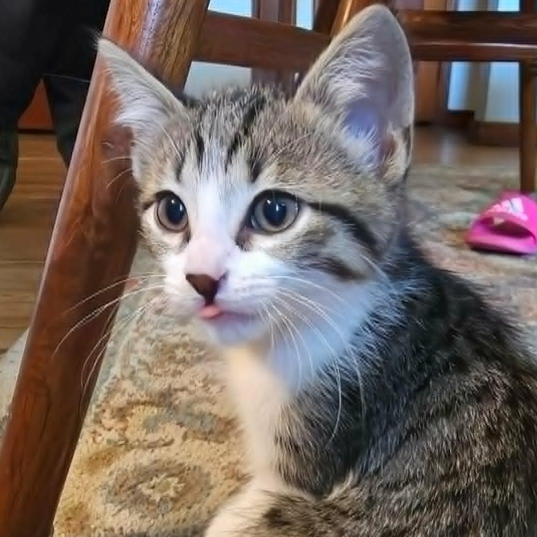 Harry, a ADOPTABLE Domestic Short Hair in Watertown, WI image 4/4