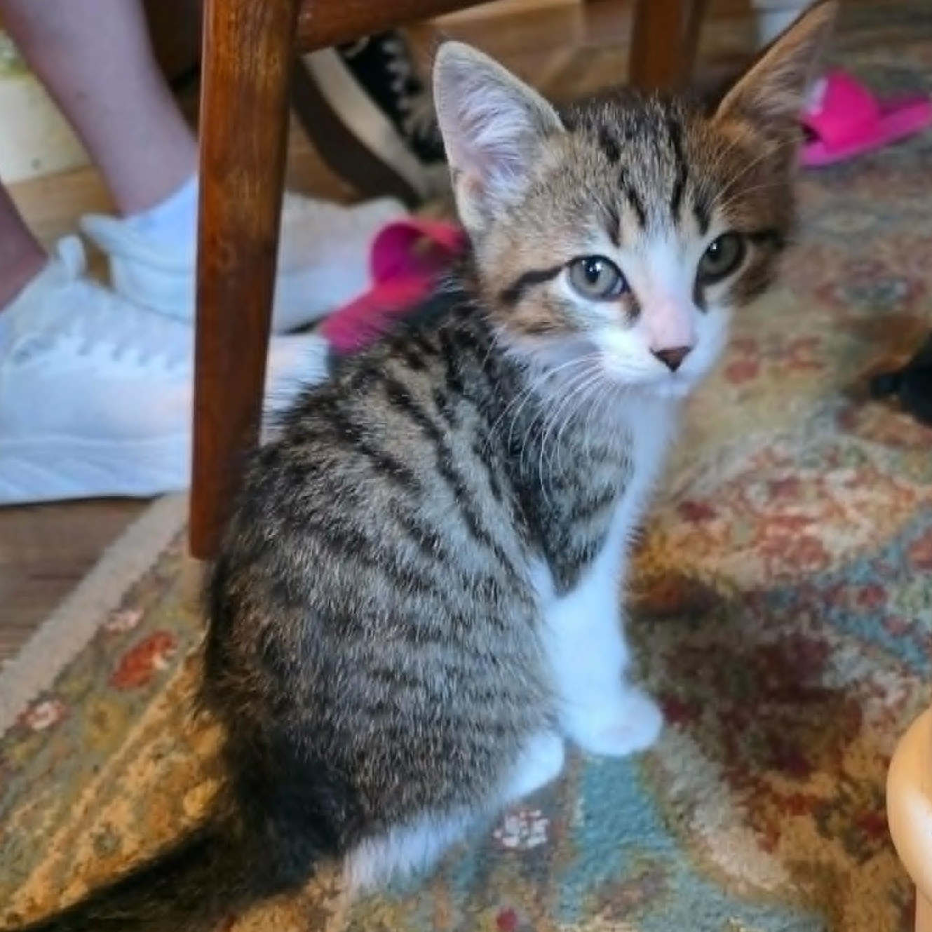 Harry, a ADOPTABLE Domestic Short Hair in Watertown, WI image 2/4