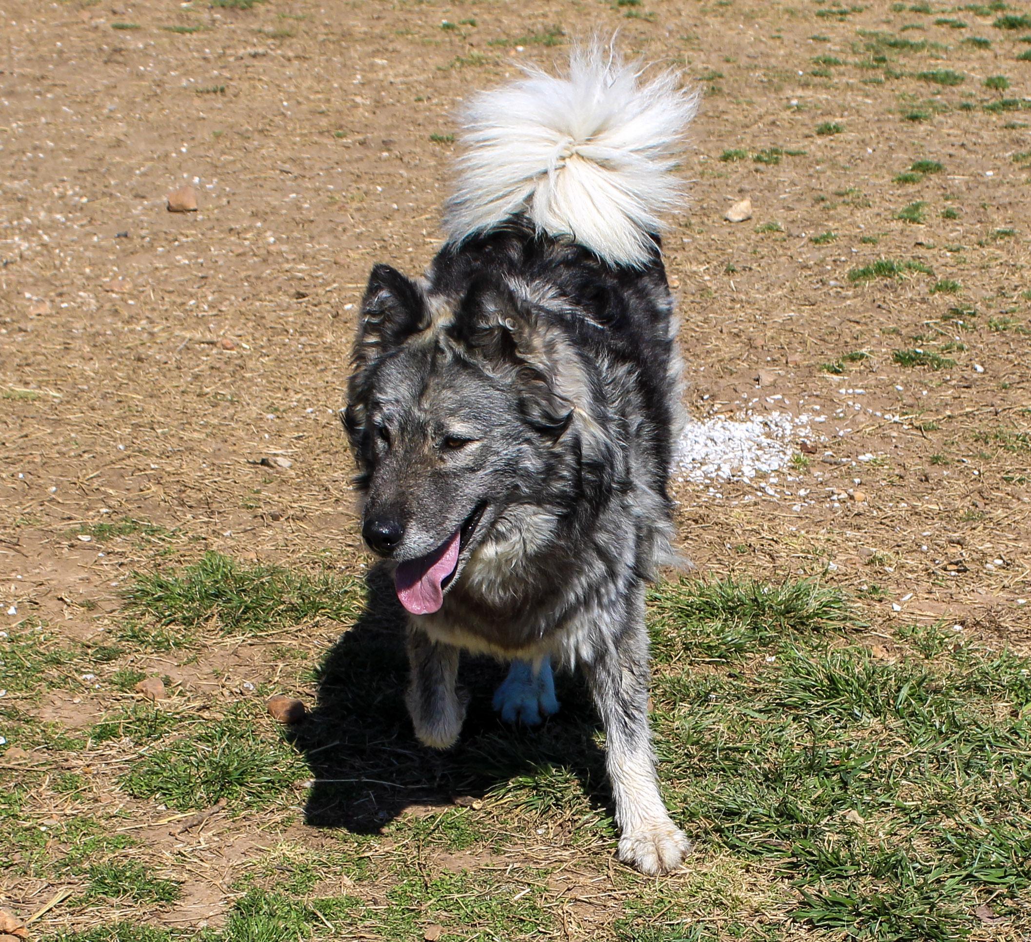 Enlarge Cinnamon, a ADOPTABLE Siberian Husky in Neosho, MO image 1/2